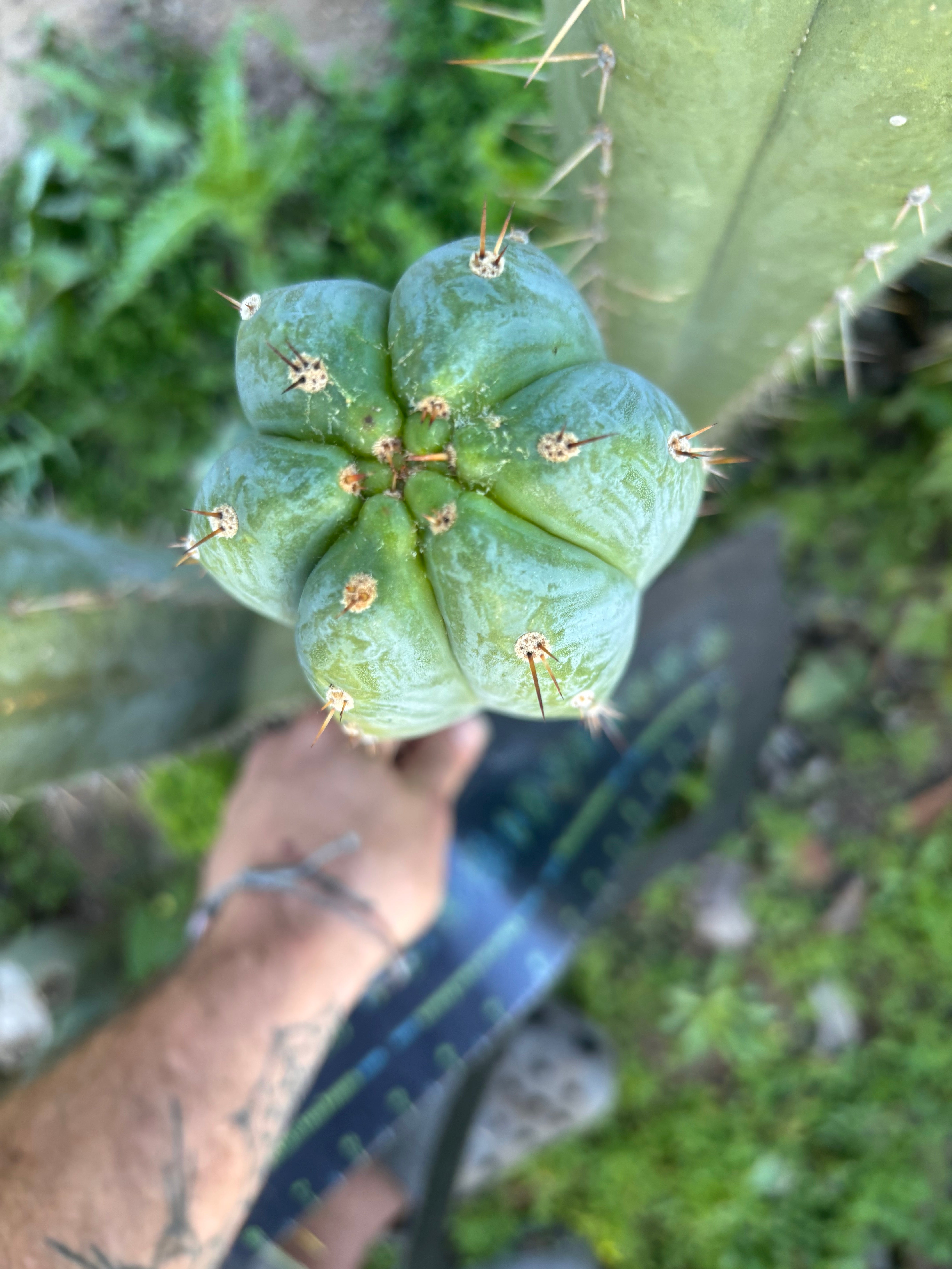 💎👑🌶️ Kimnach — XL 14” Pup