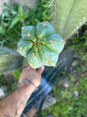 💎👑🌶️ Kimnach — XL 14” Pup