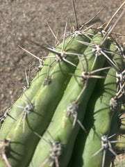 💎⚔️ Taq-Sheckii — Beastly Pups (2)