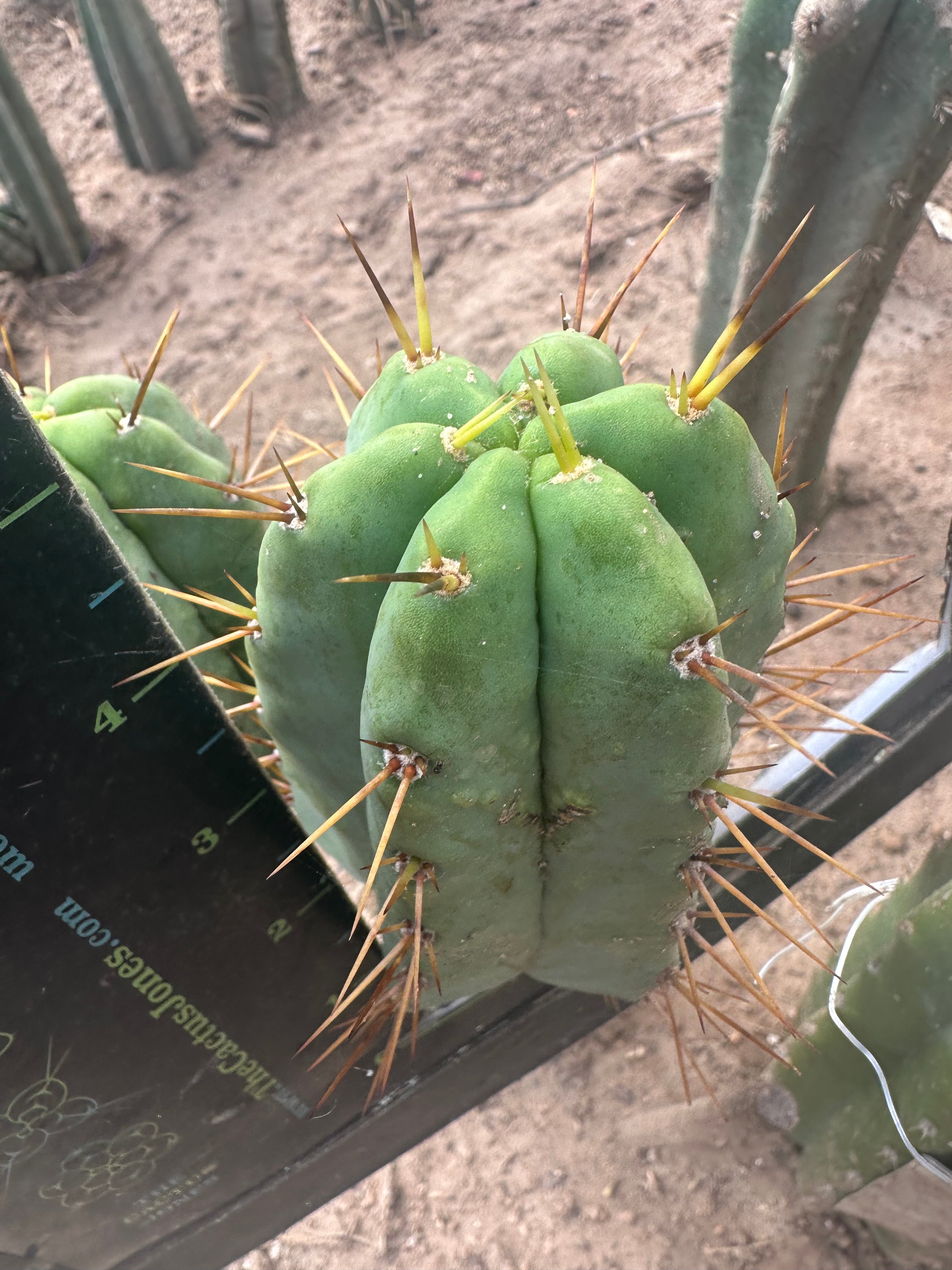 👑💎🌶️ CSD — 5” Grenade