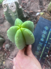 Custom Listing for Ron H