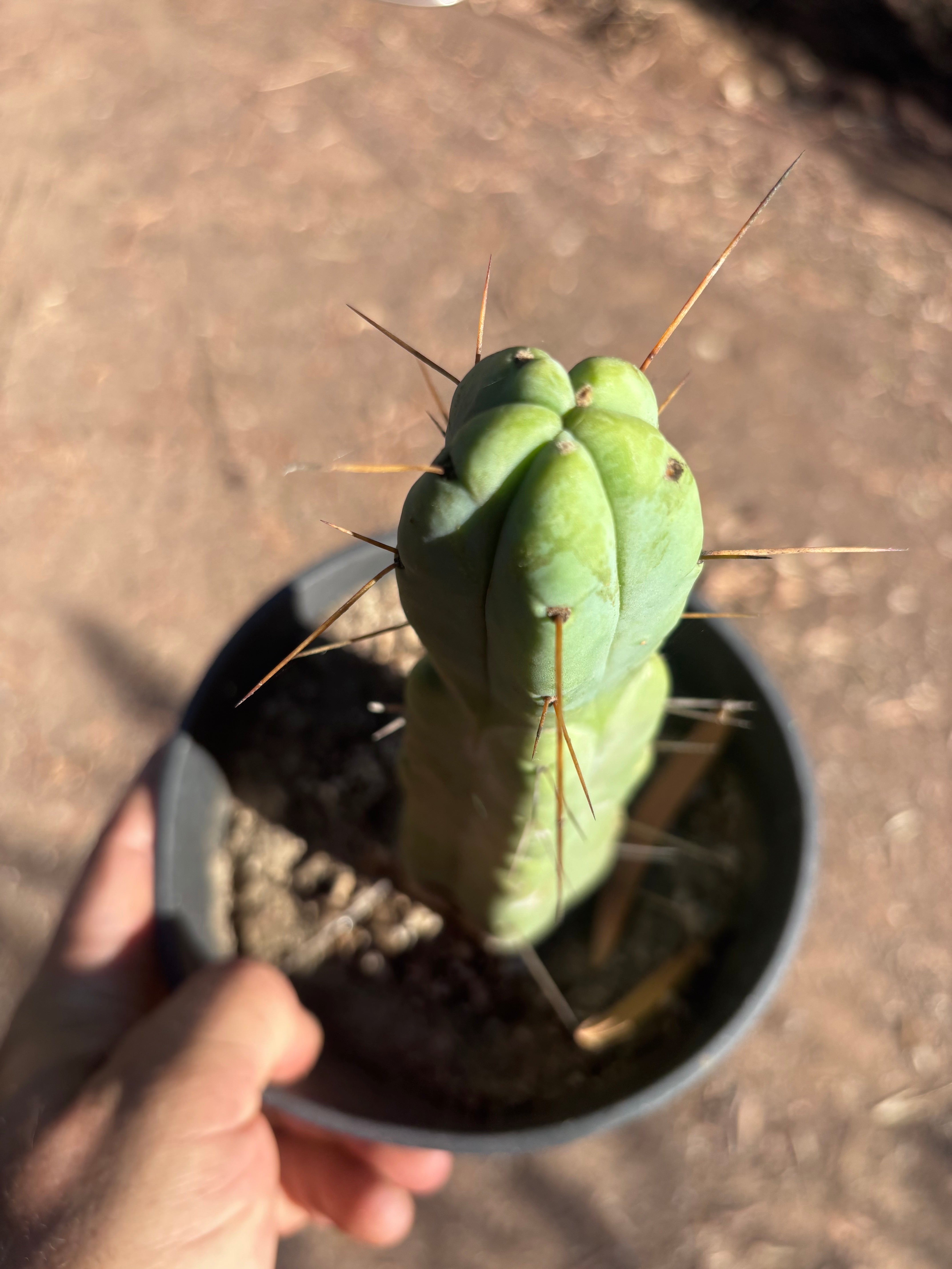 👑🌶️🌶️ Jiimz Twin Spine — Rooted 10” Tip