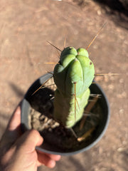 👑🌶️🌶️ Jiimz Twin Spine — Rooted 10” Tip