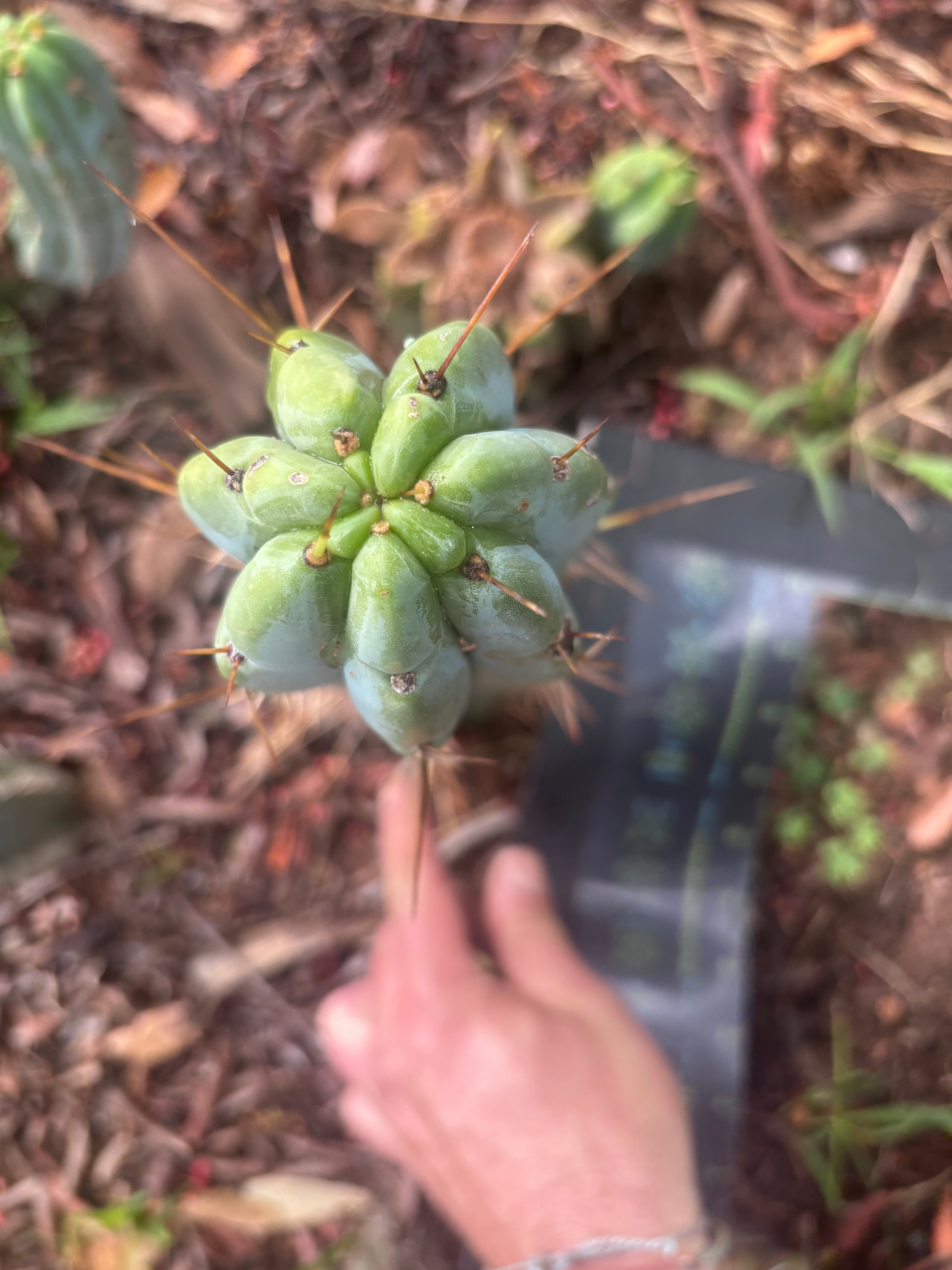 👑🌶️🌶️ Pala — 9” Tip