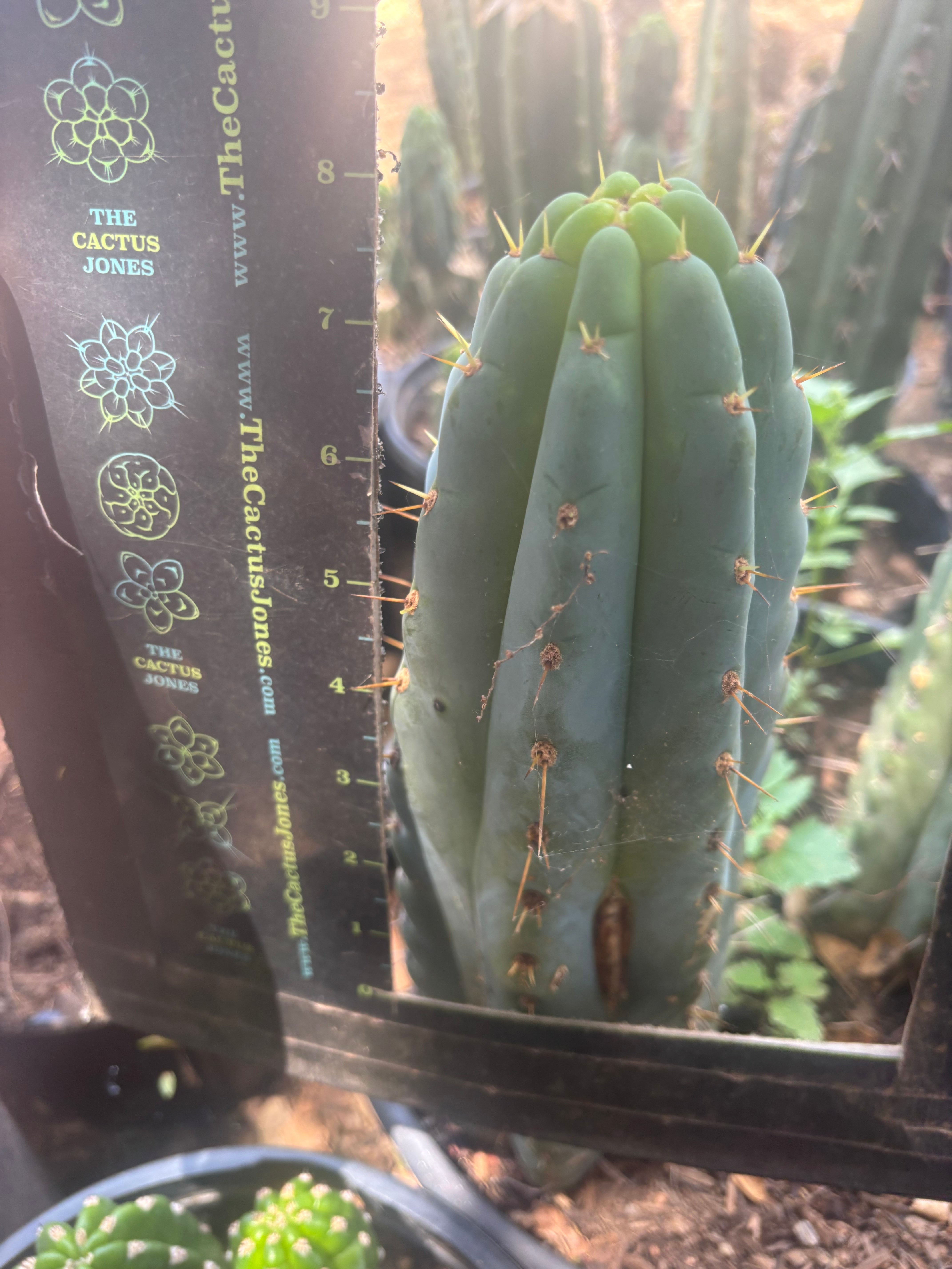 💎🌶️🌶️ NOM — 8.5” Tip