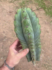 💎🌶️ NOM — XL 14” Tip