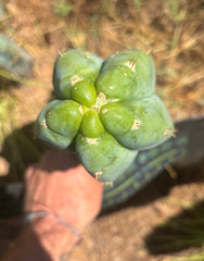 💎👑🌶️ Bob’s Colossus — Beefy 11” Tip