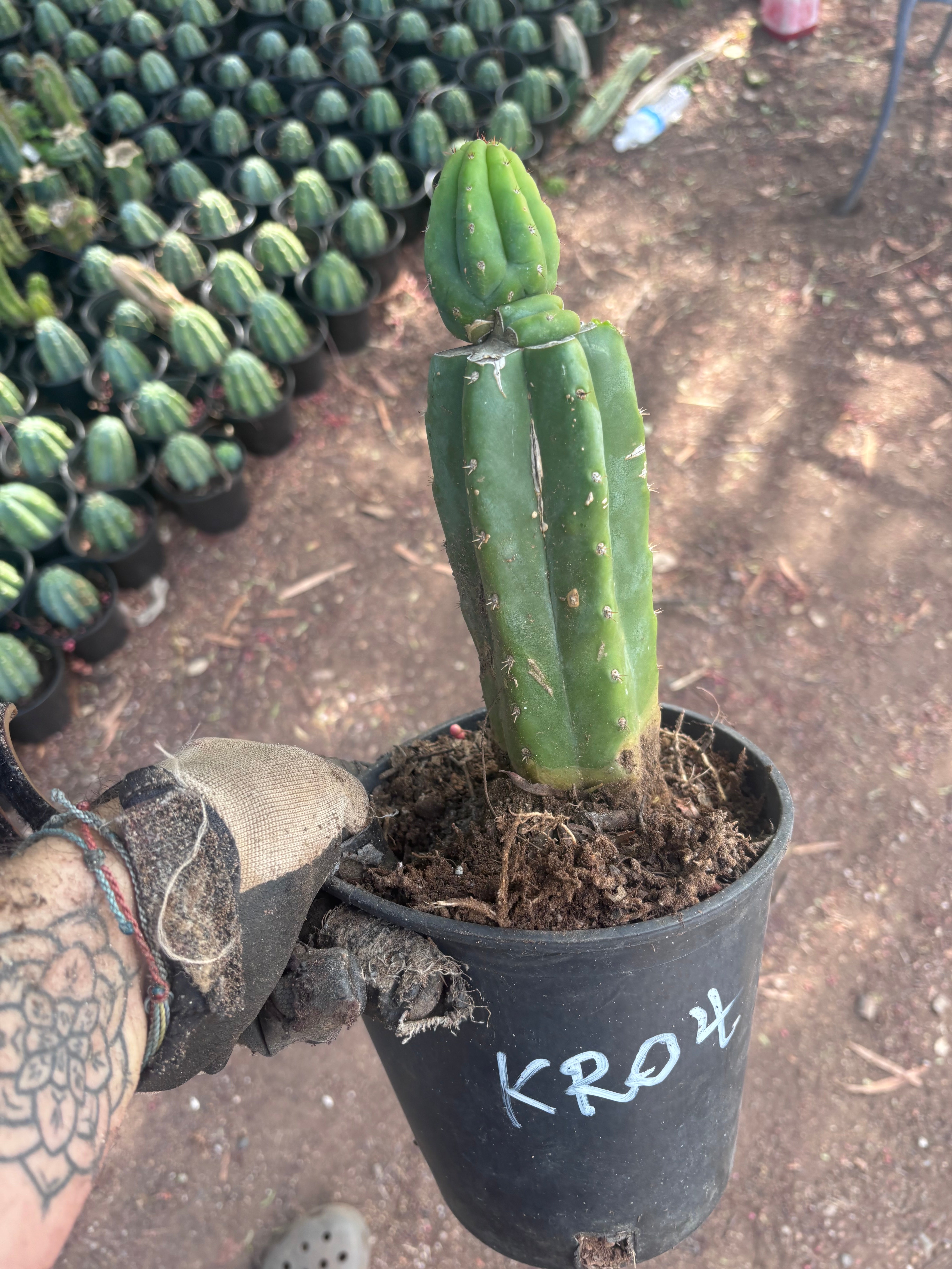 👑🌶️🌶️ KR04 — Rooted Slab Graft w/ Pup