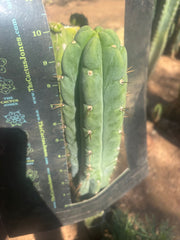 👑🌶️🌶️ Austy’s Bomb — 10” Tip
