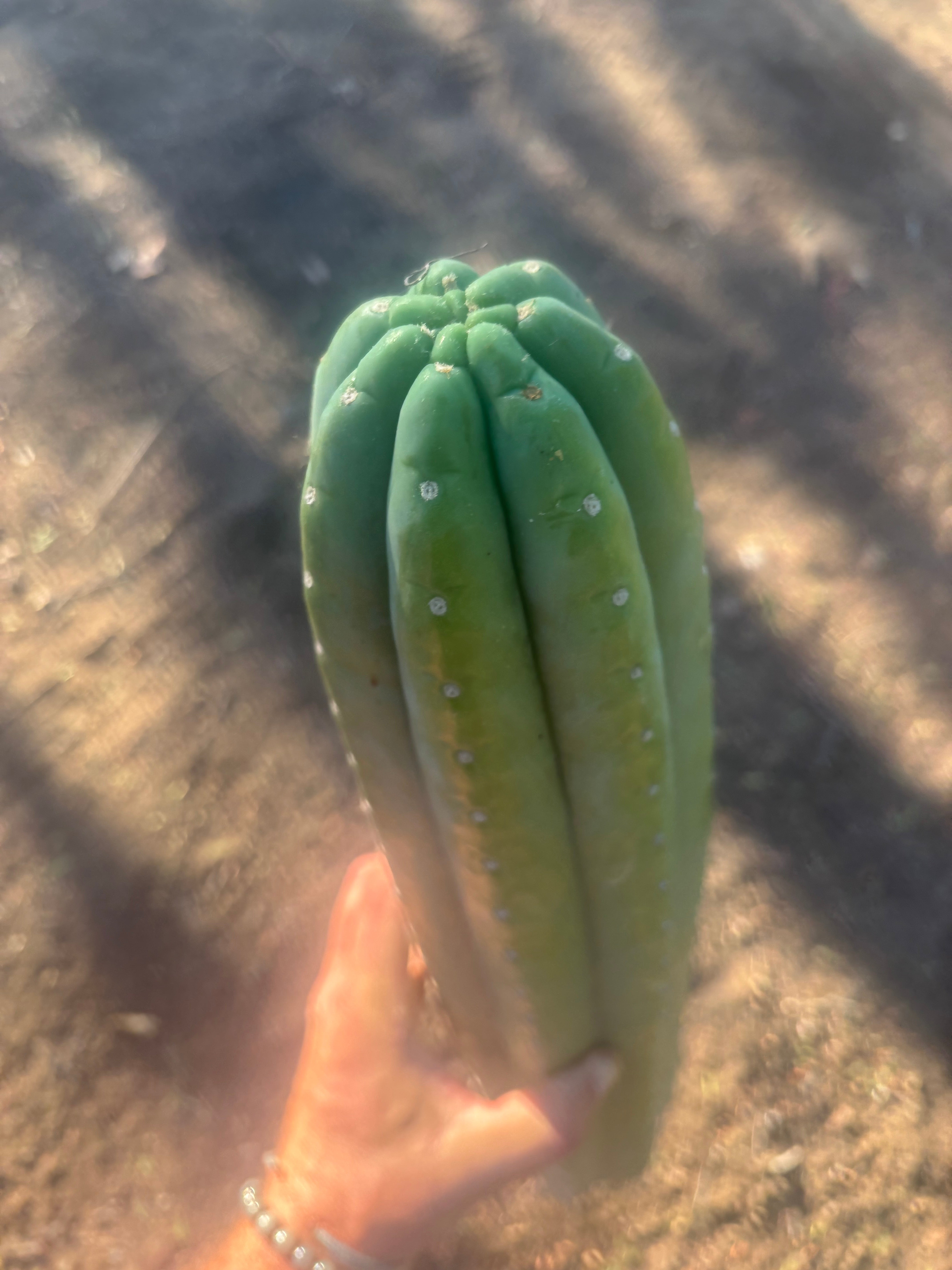 👑💎🌶️ Soozy — Massive Heavy 25” Tip
