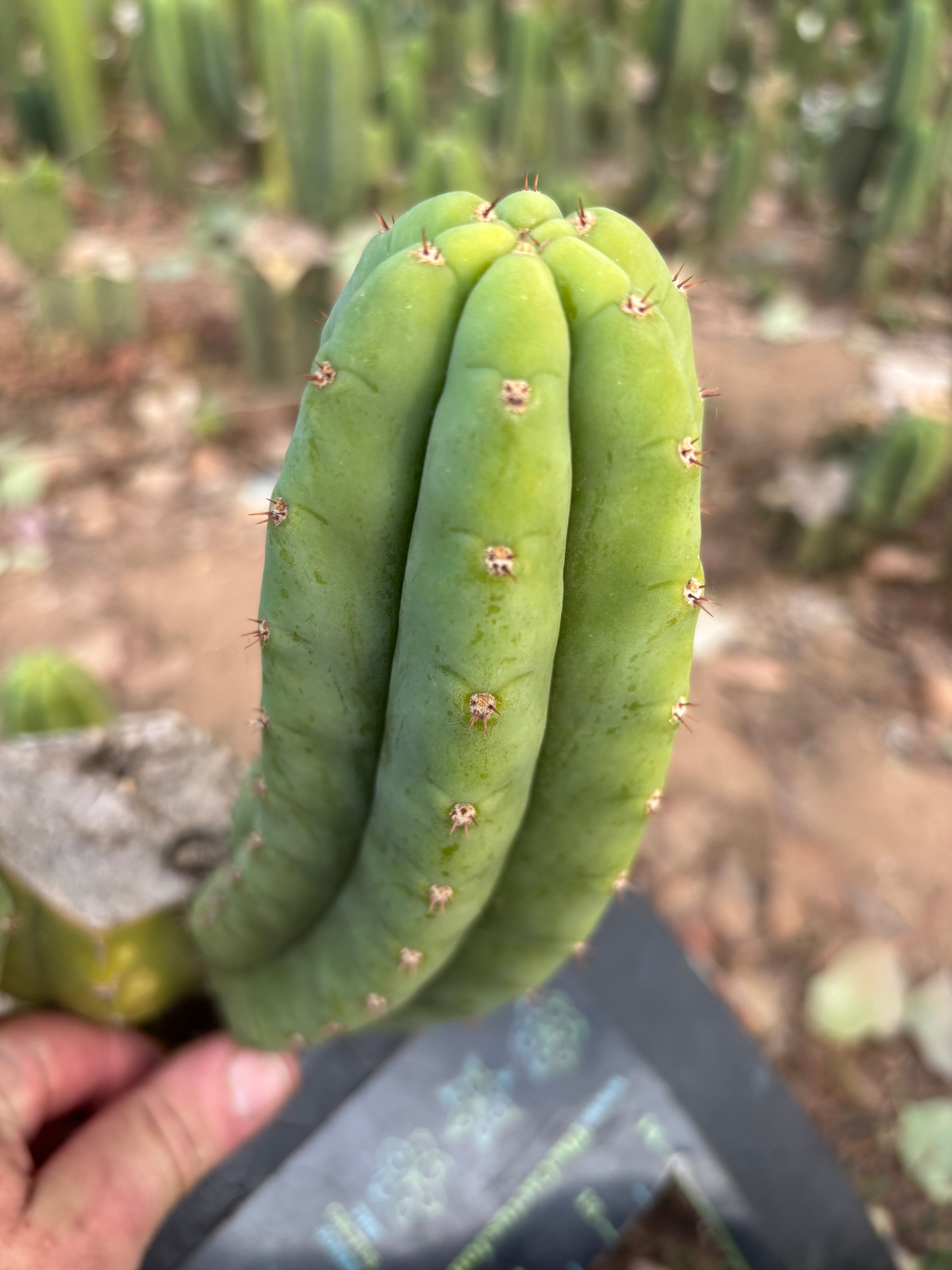 👑🌶️🌶️ Another Drop, Another Ogun