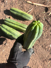 👑🌶️🌶️ Ogun — 9” Tips