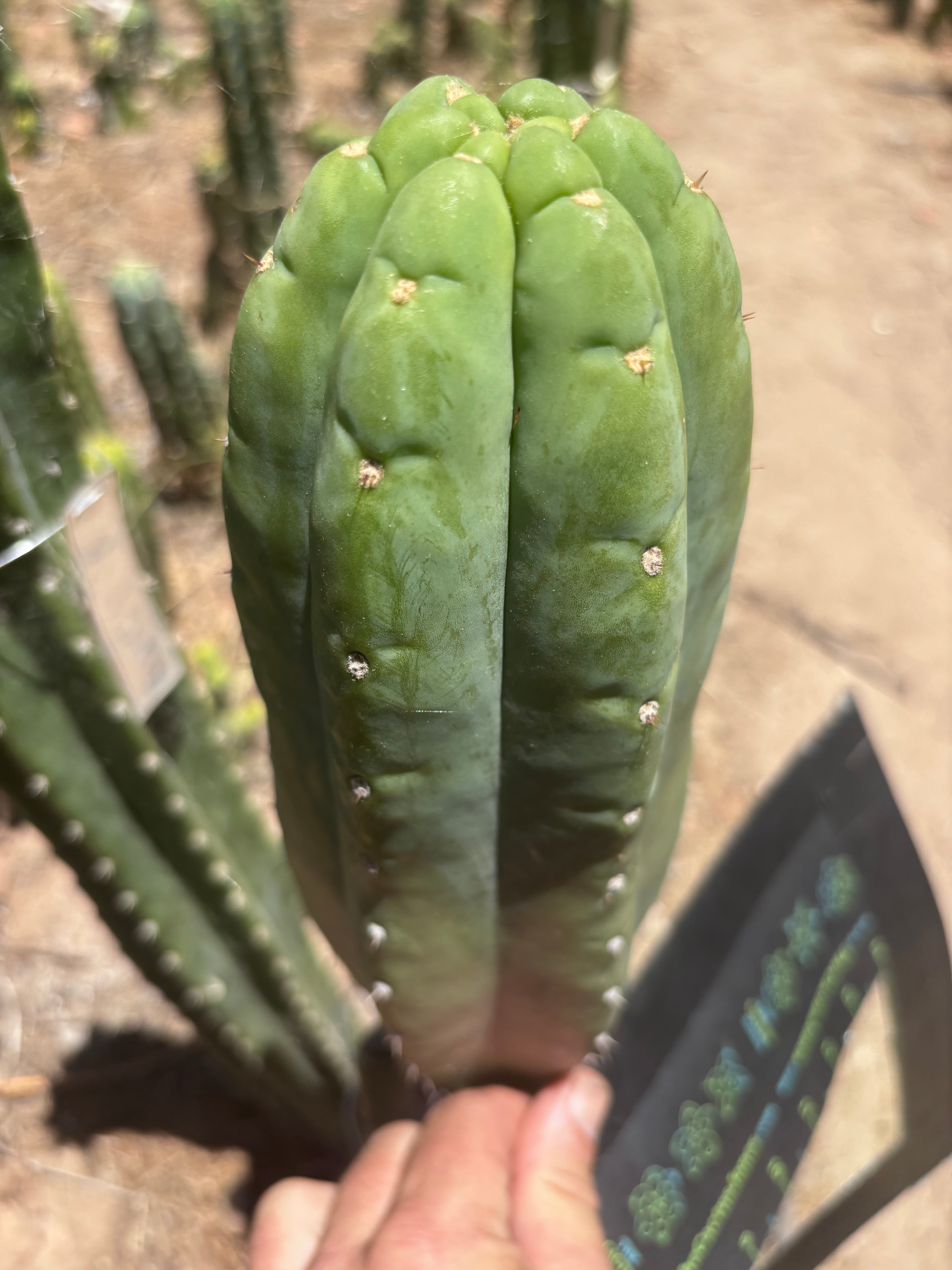 💎👑🌶️🌶️ Ogun — FAT 10” Tip