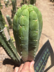 💎👑🌶️🌶️ Ogun — FAT 10” Tip