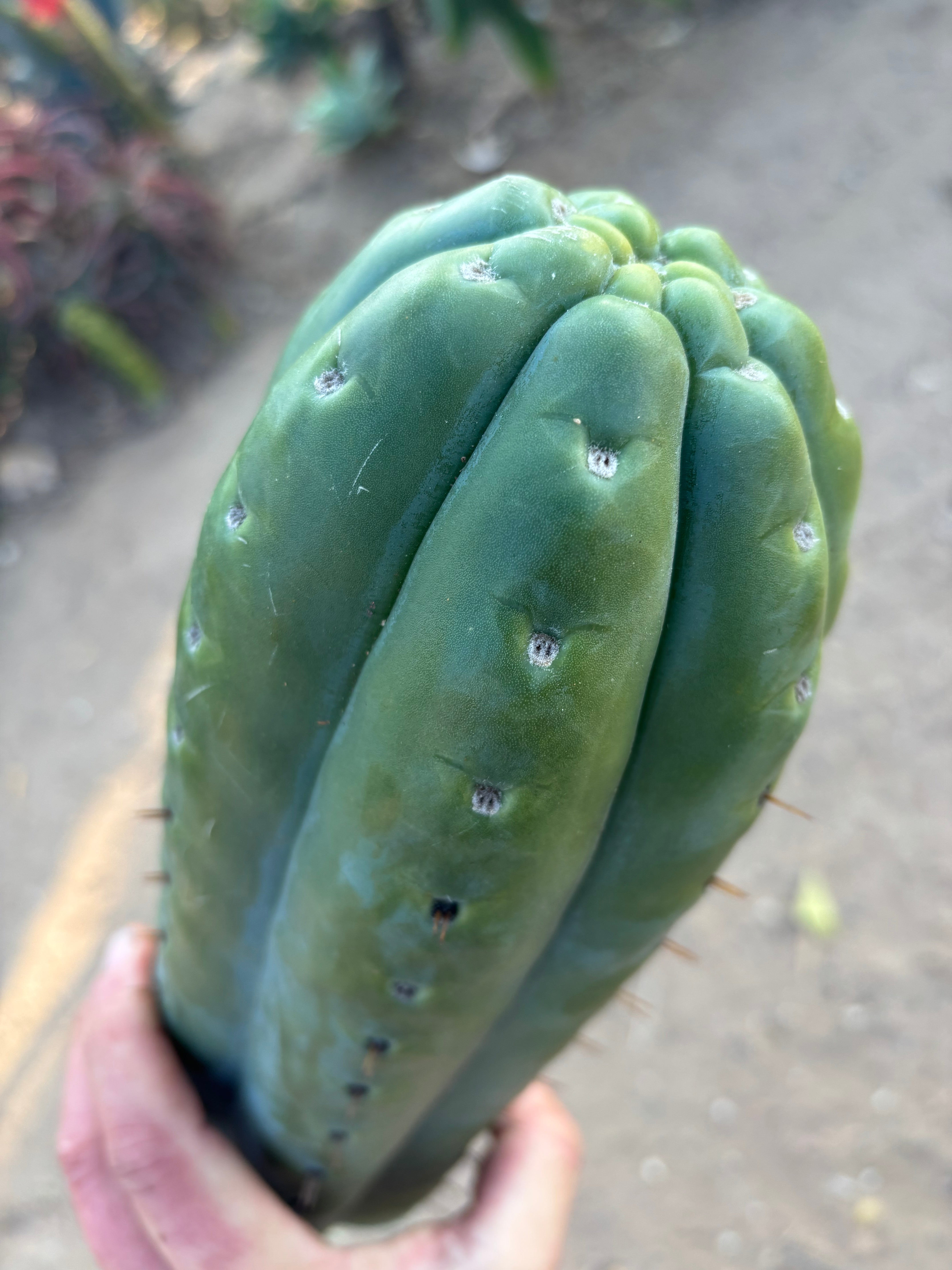👑💎🌶️  Ashdod — Full Maturity 12” Tip (Last One Ever)