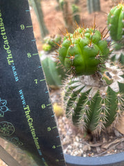 ❗️💎👑💎❗️BK08611.4 Clone A — Pupping Rooted Slab Graft