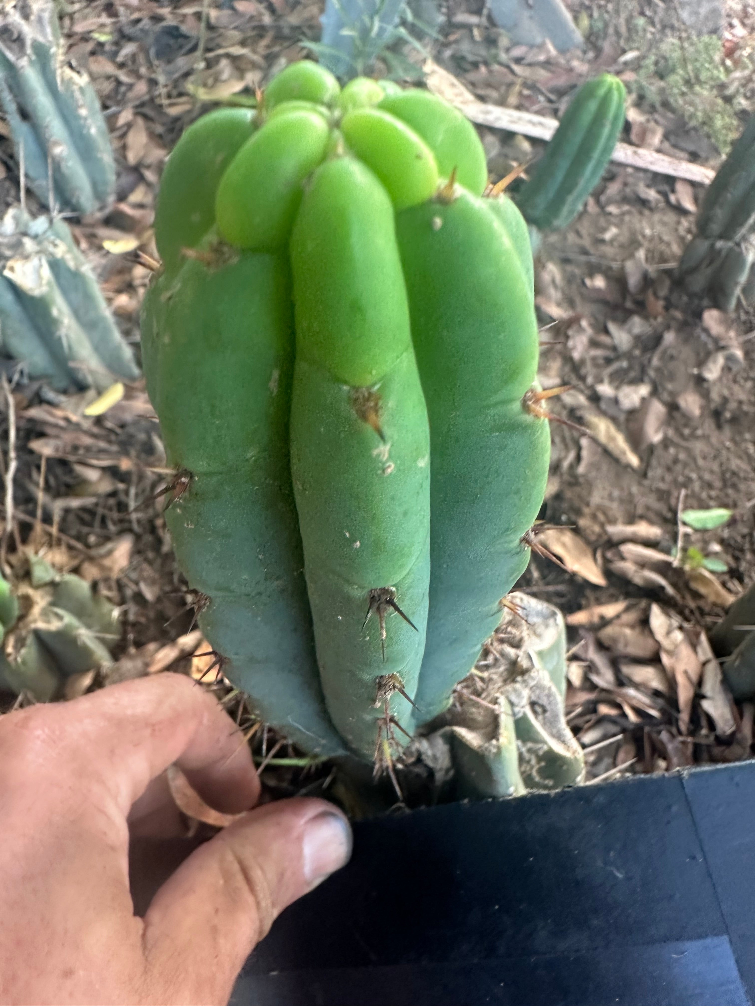👑🌶️🌶️ Pala! — The Weekly Pup