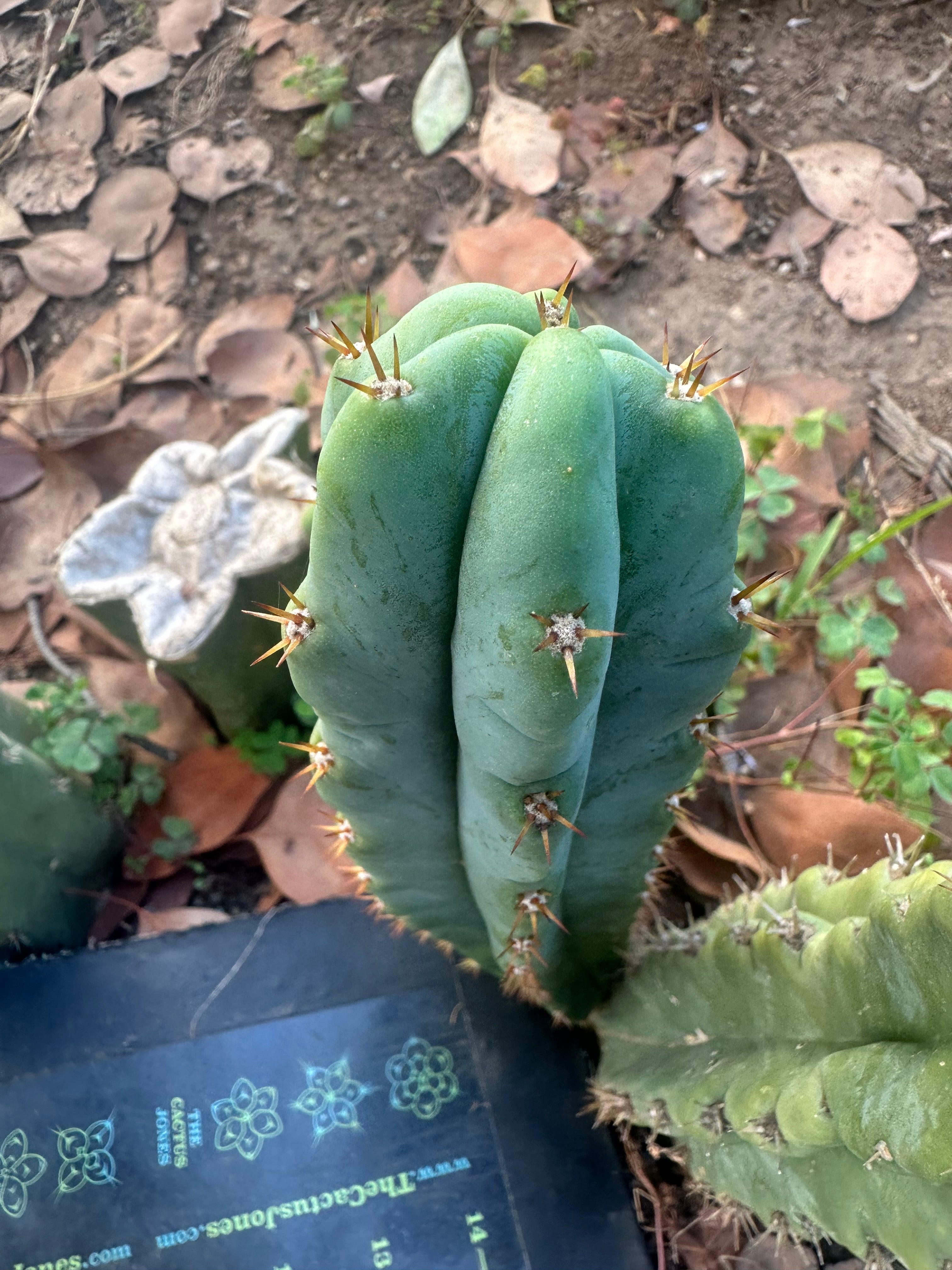 🌶️🌶️ NoidTwo —10” Pup
