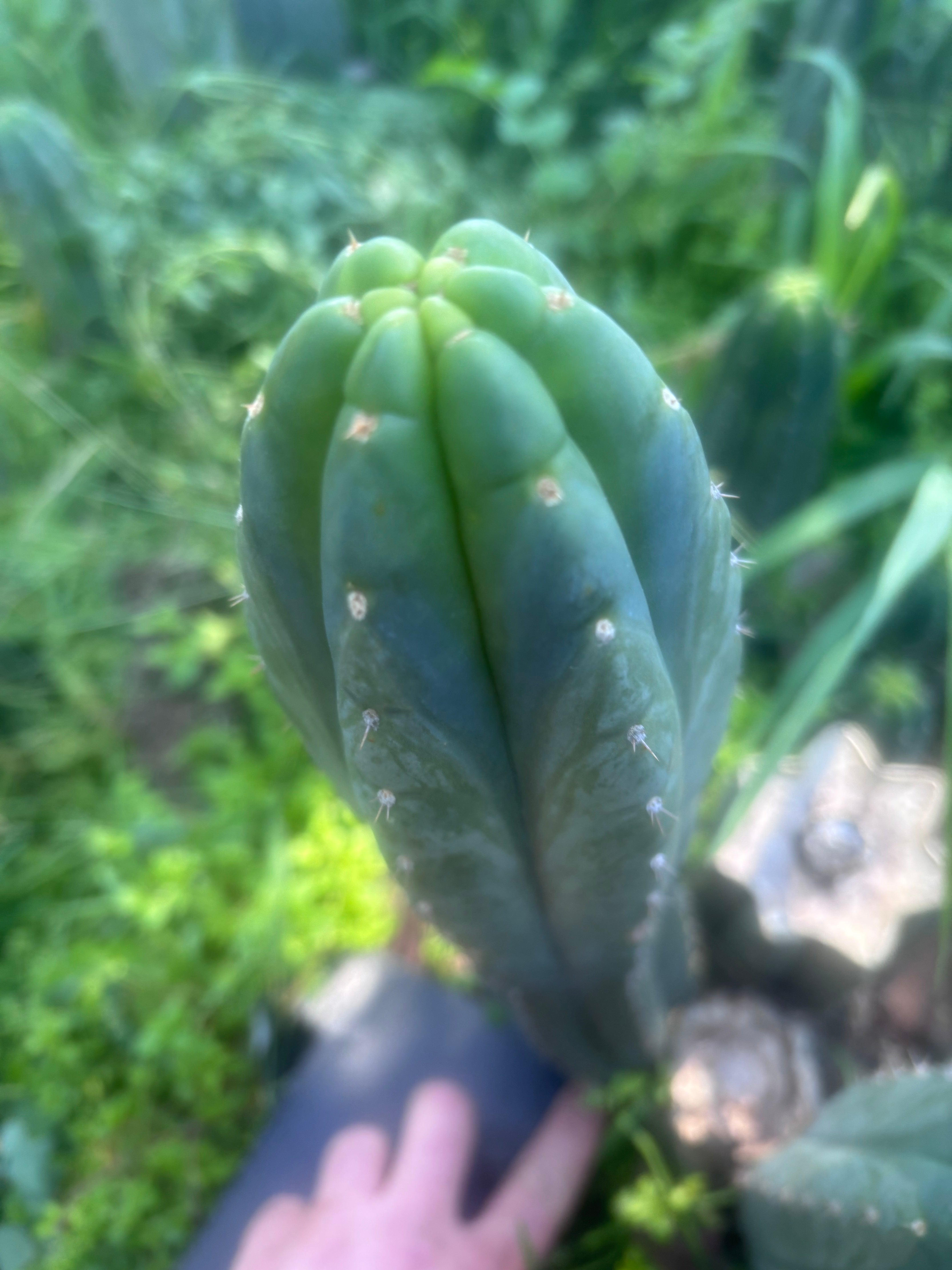 👑🌶️ Blue Ecuador — 13” Tip