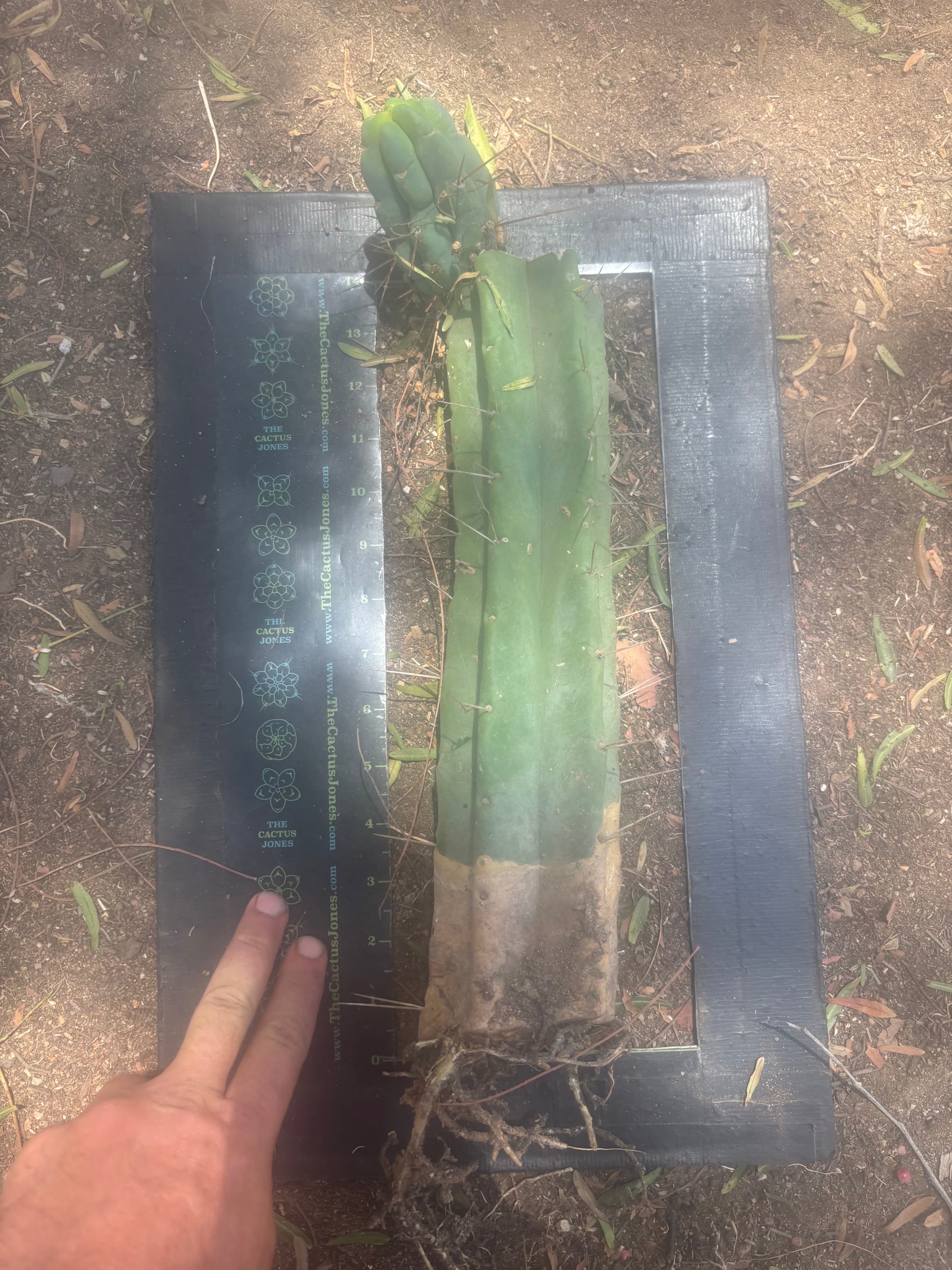 👑🌶️🌶️ Eileen — XL Rooted 15” Mid with Pup
