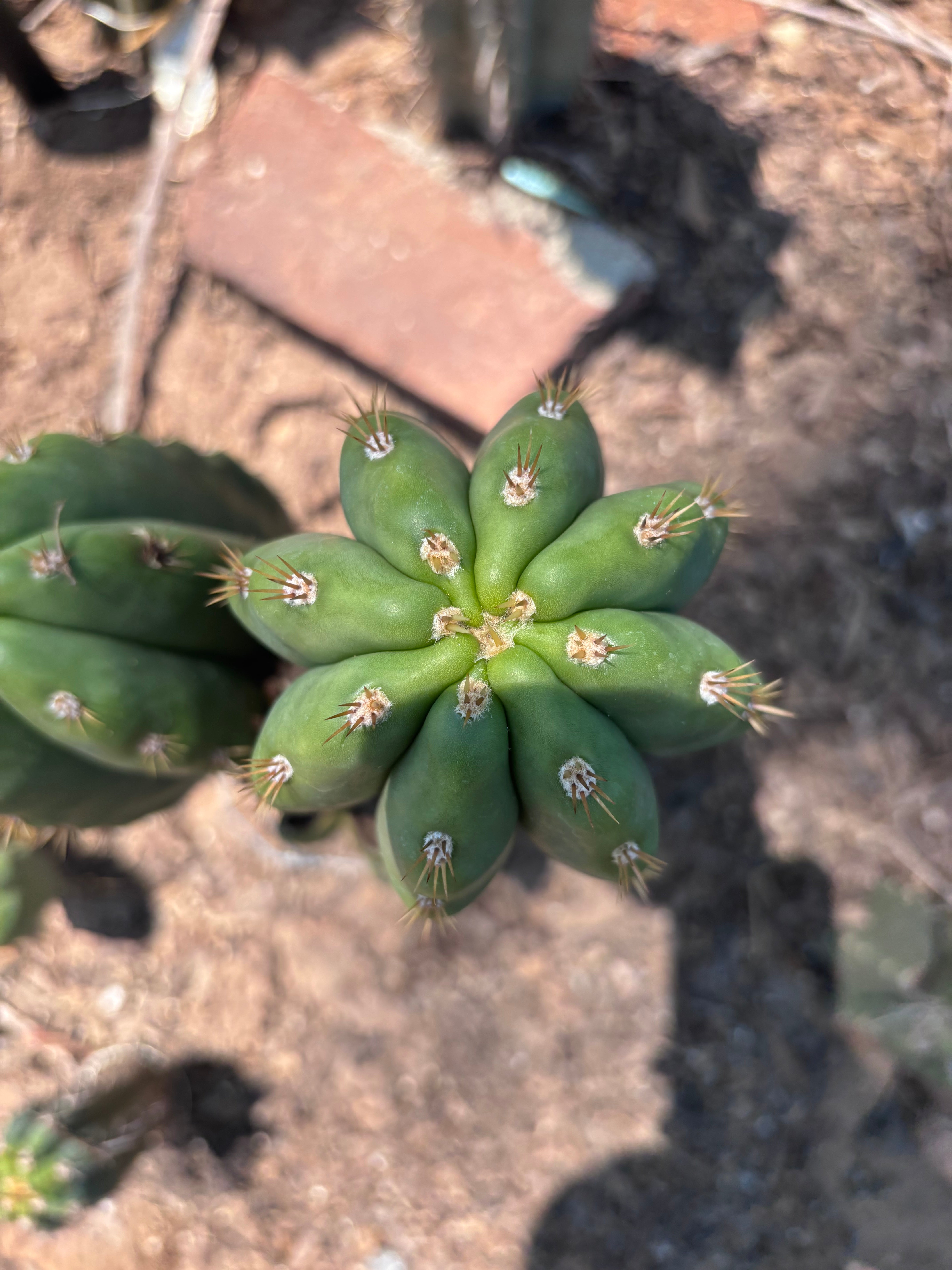💎 SASS x Heynes — Fat 9” Pup (First Timer)