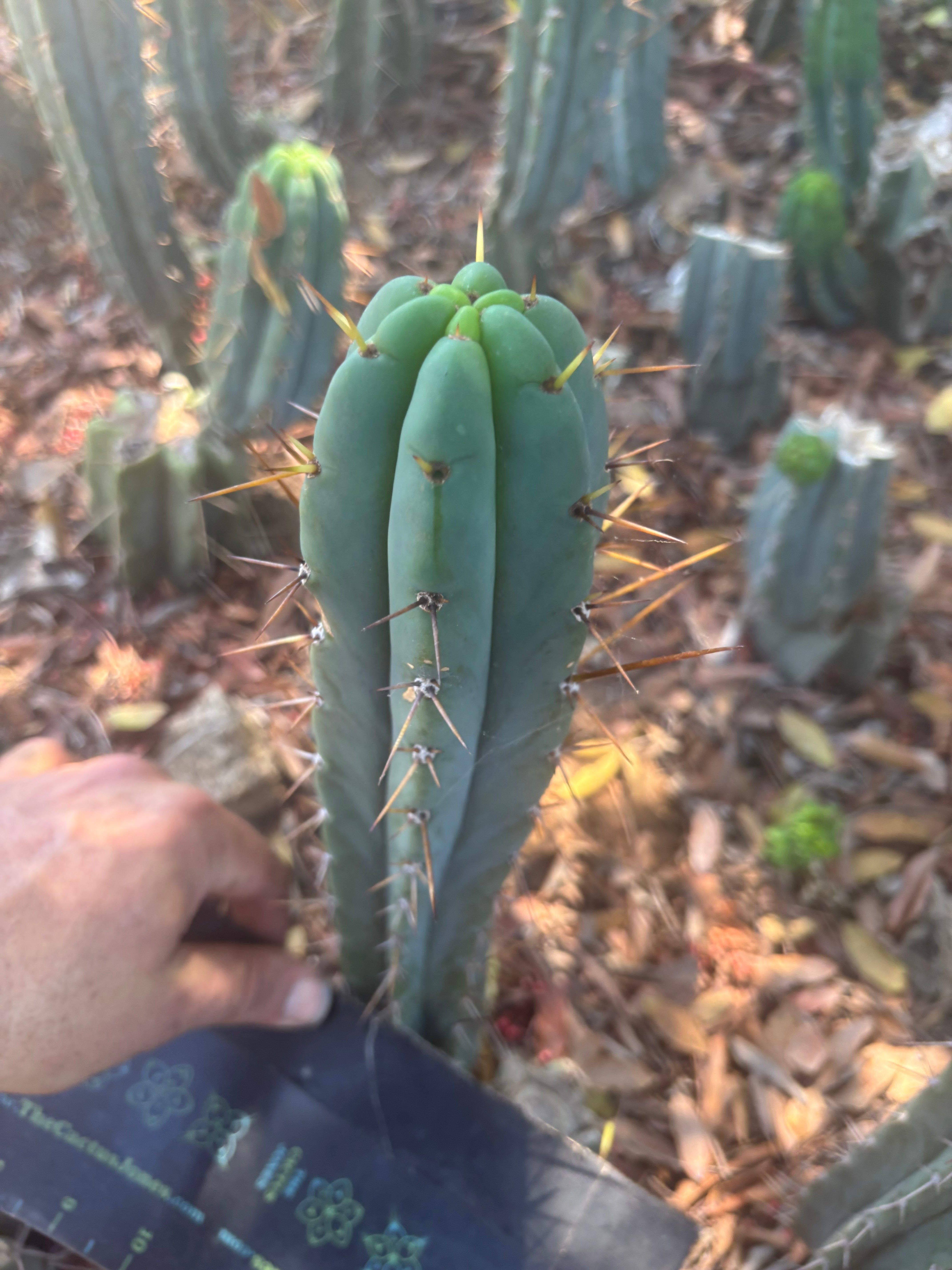 👑🌶️🌶️ Pala — 9” Tip