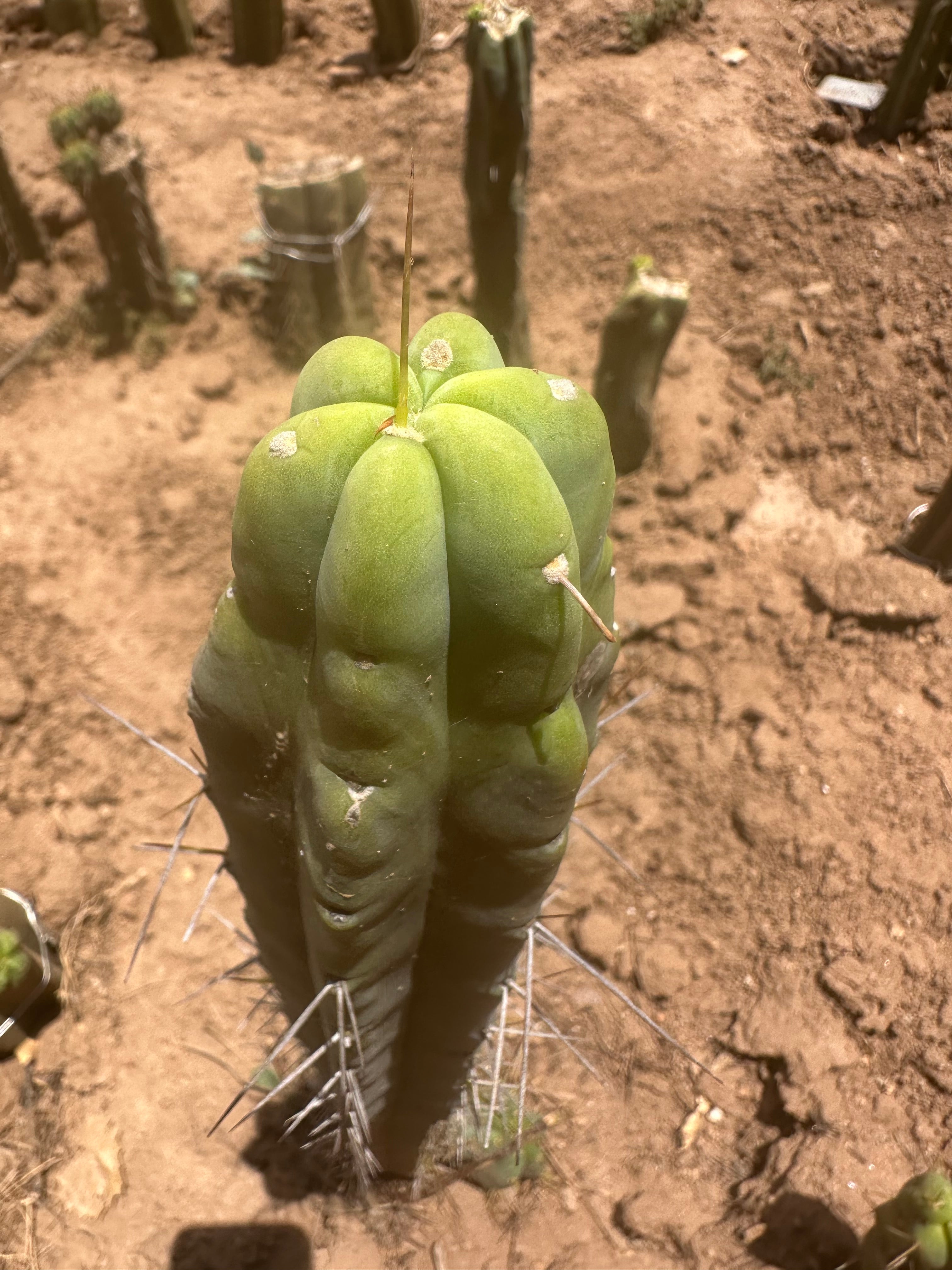 👑🌶️ SS02 — 10” Tip