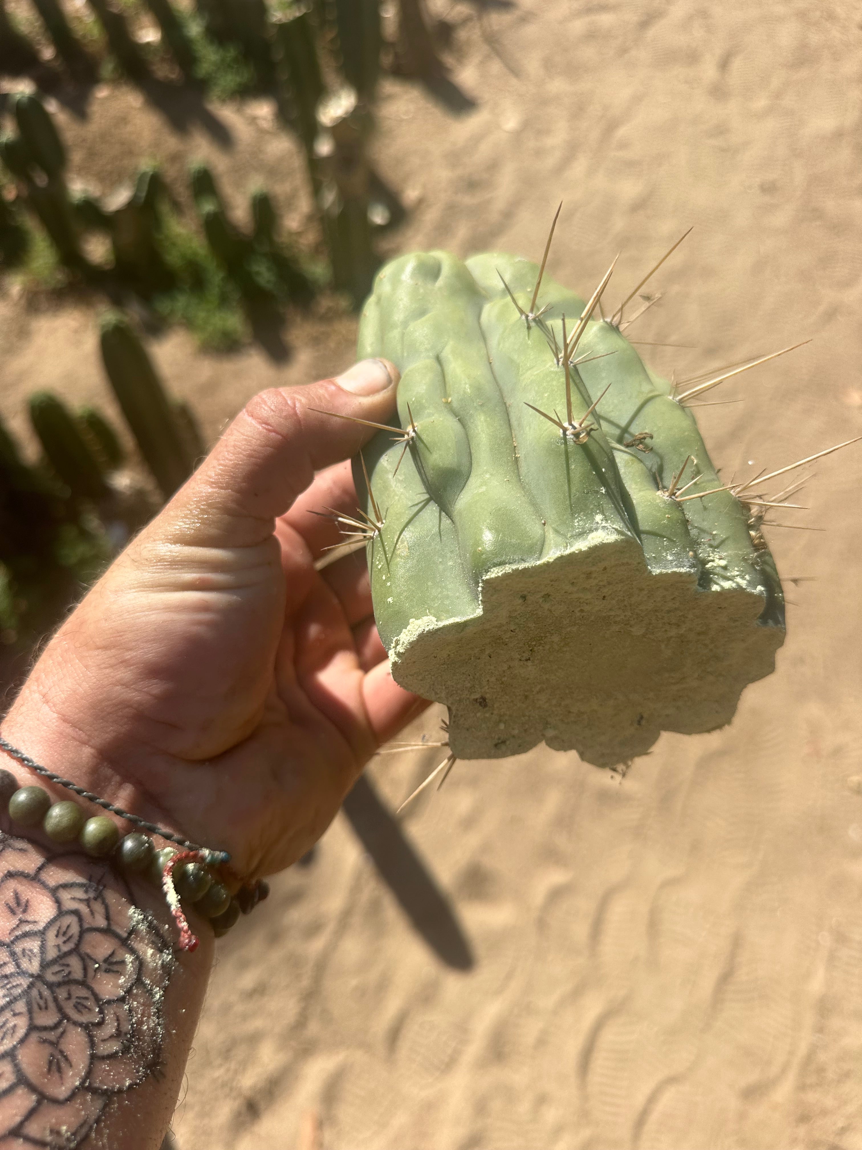 💎👑 Bruce’s Dragon — Thickest Tip Ever