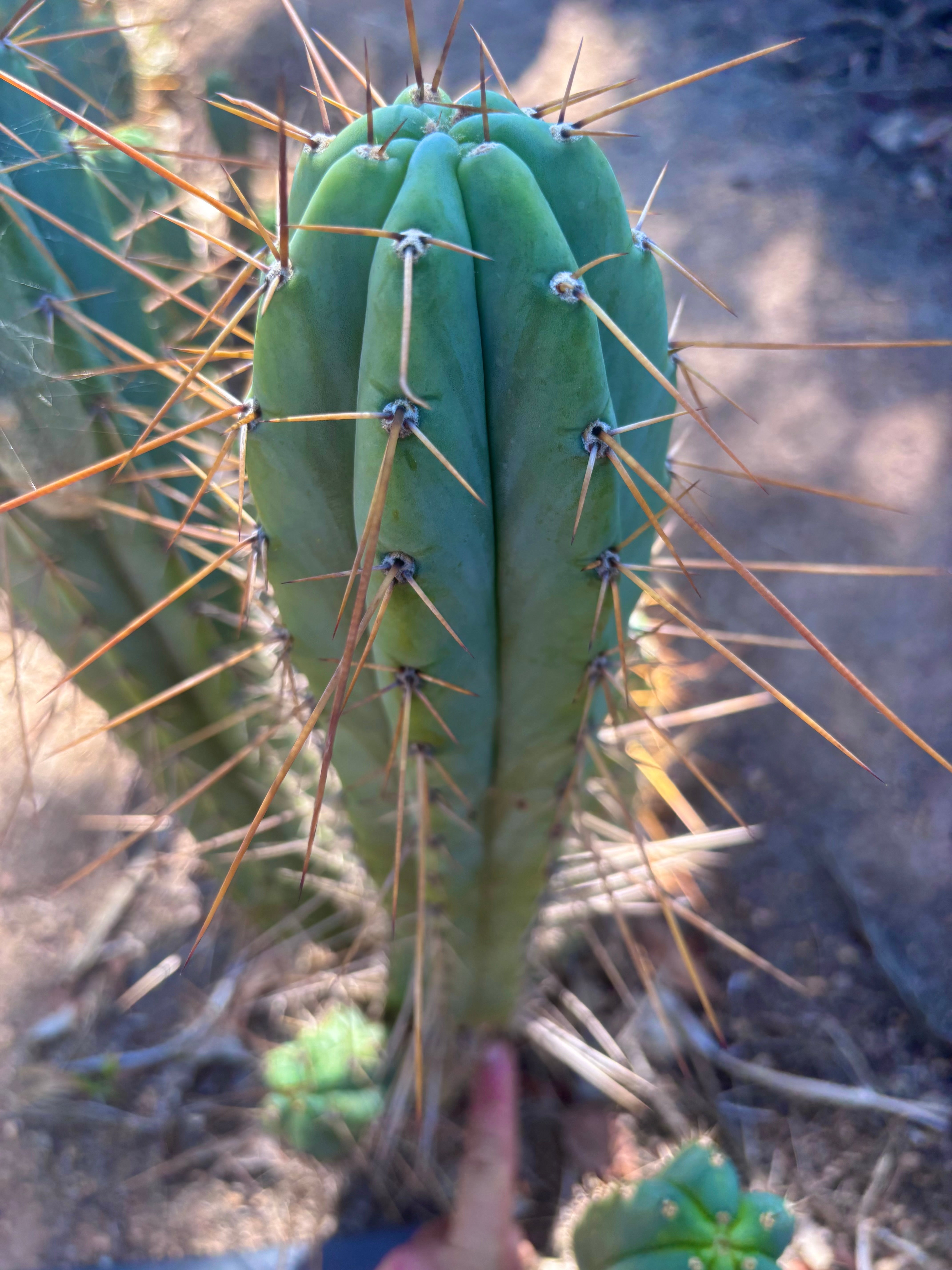 👑🌶️ Nash — XL 14” Tip