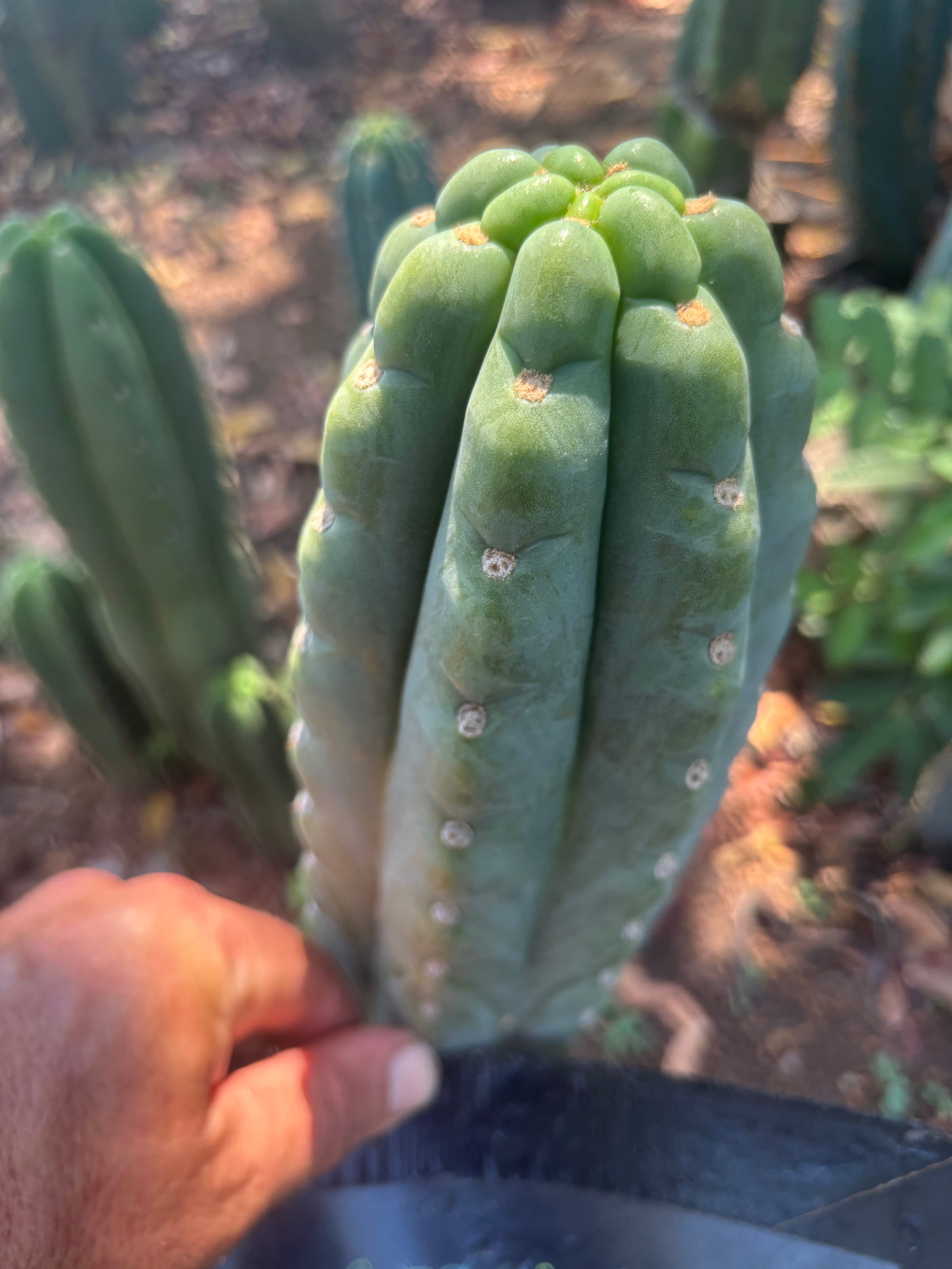 👑🌶️  Ichoca — Chonky 7” Tip