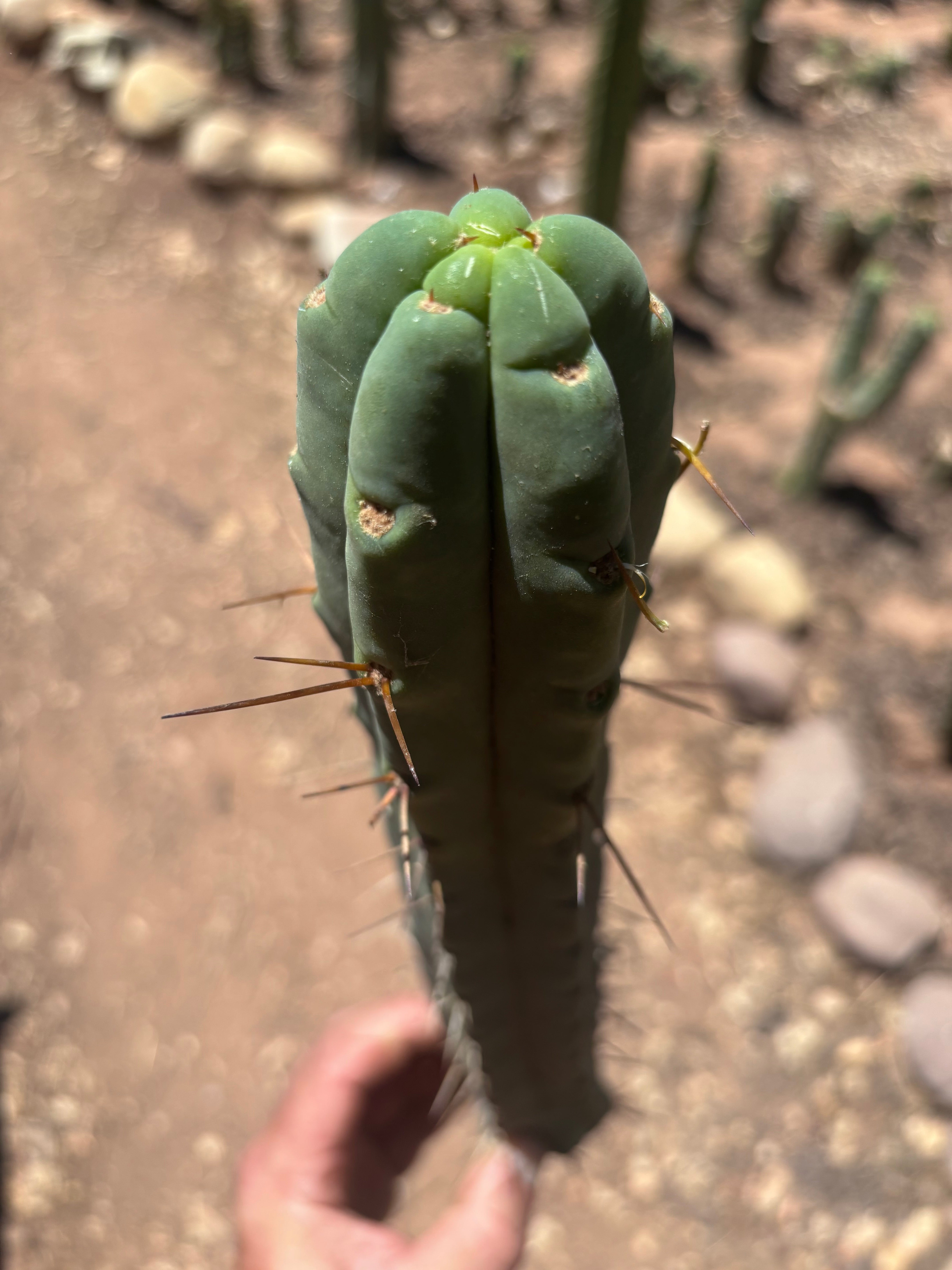 👑🌶️🌶️ Dulzura — 12” Tip