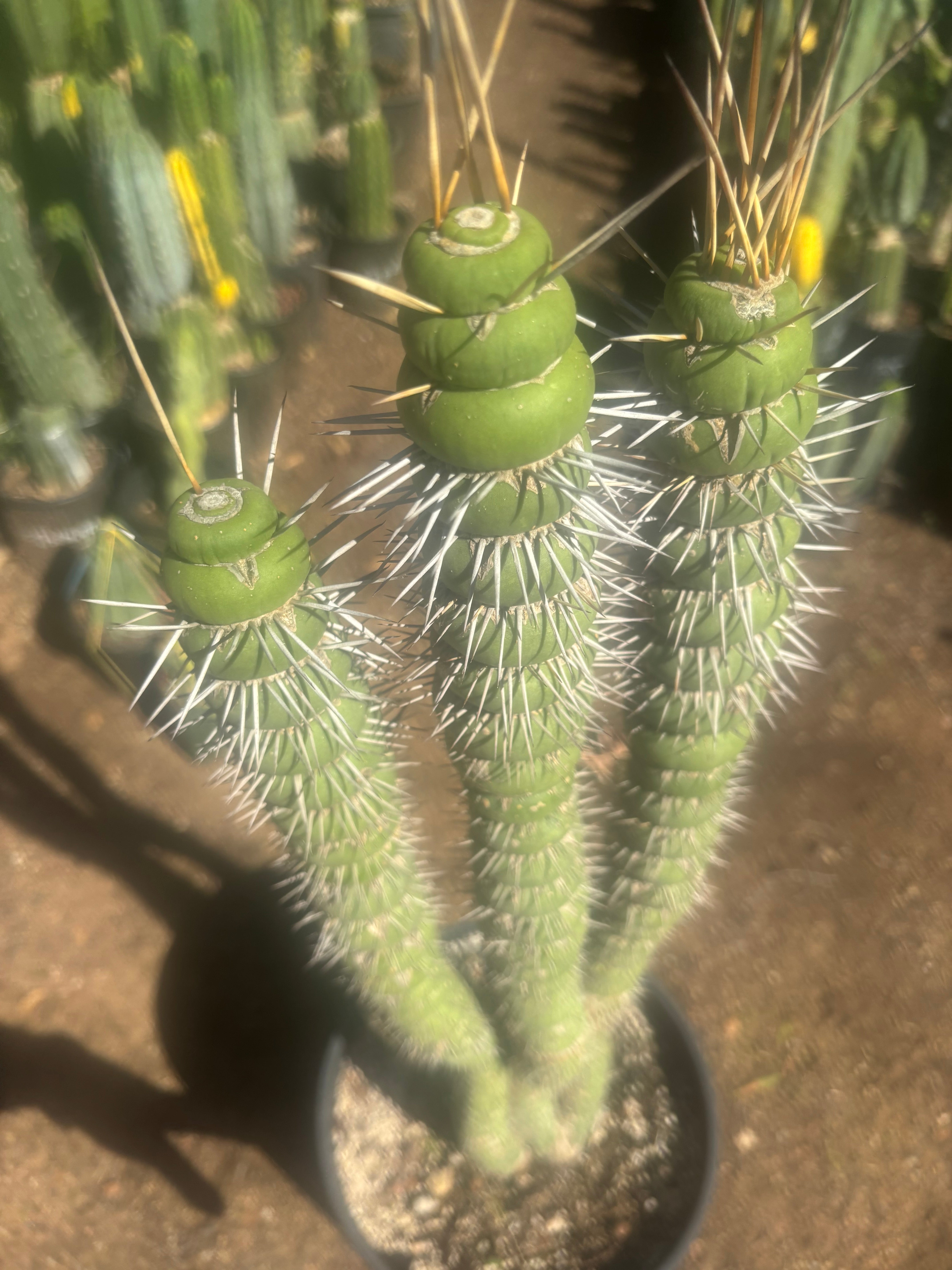 💎👑💎🦄 Varispiralis  — Stunning XL Tri-Column Rooted Showpiece