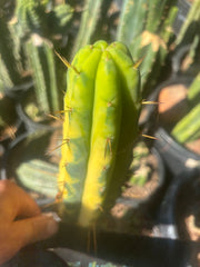 💎👑💎🌶️ Vari Heavy  — Perfect 7” Tip