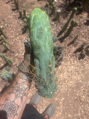 💎👑 Bruce’s Dragon — XXL 14” Tip