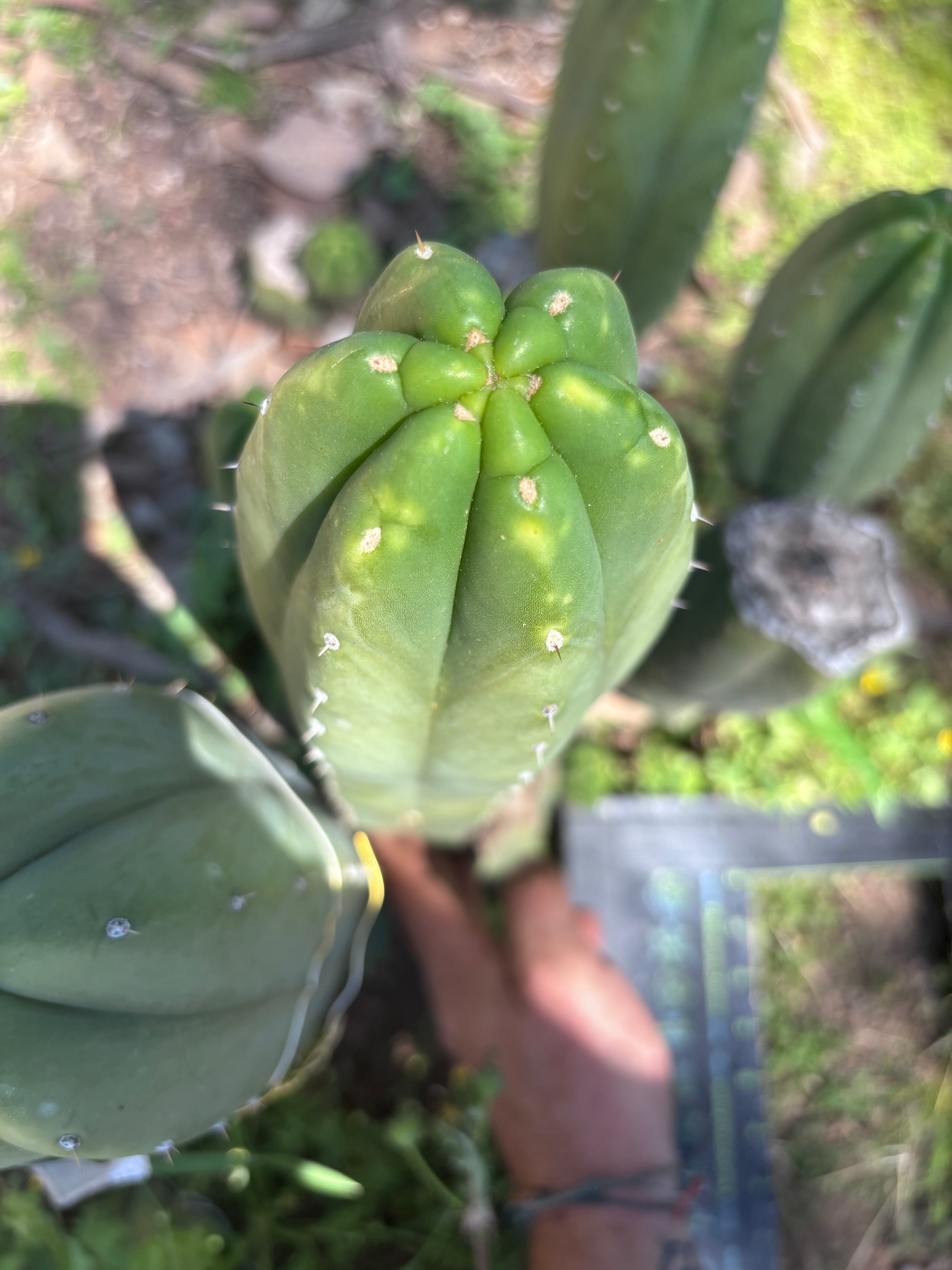 👑🌶️ DaFuq —  XL 14” Pup