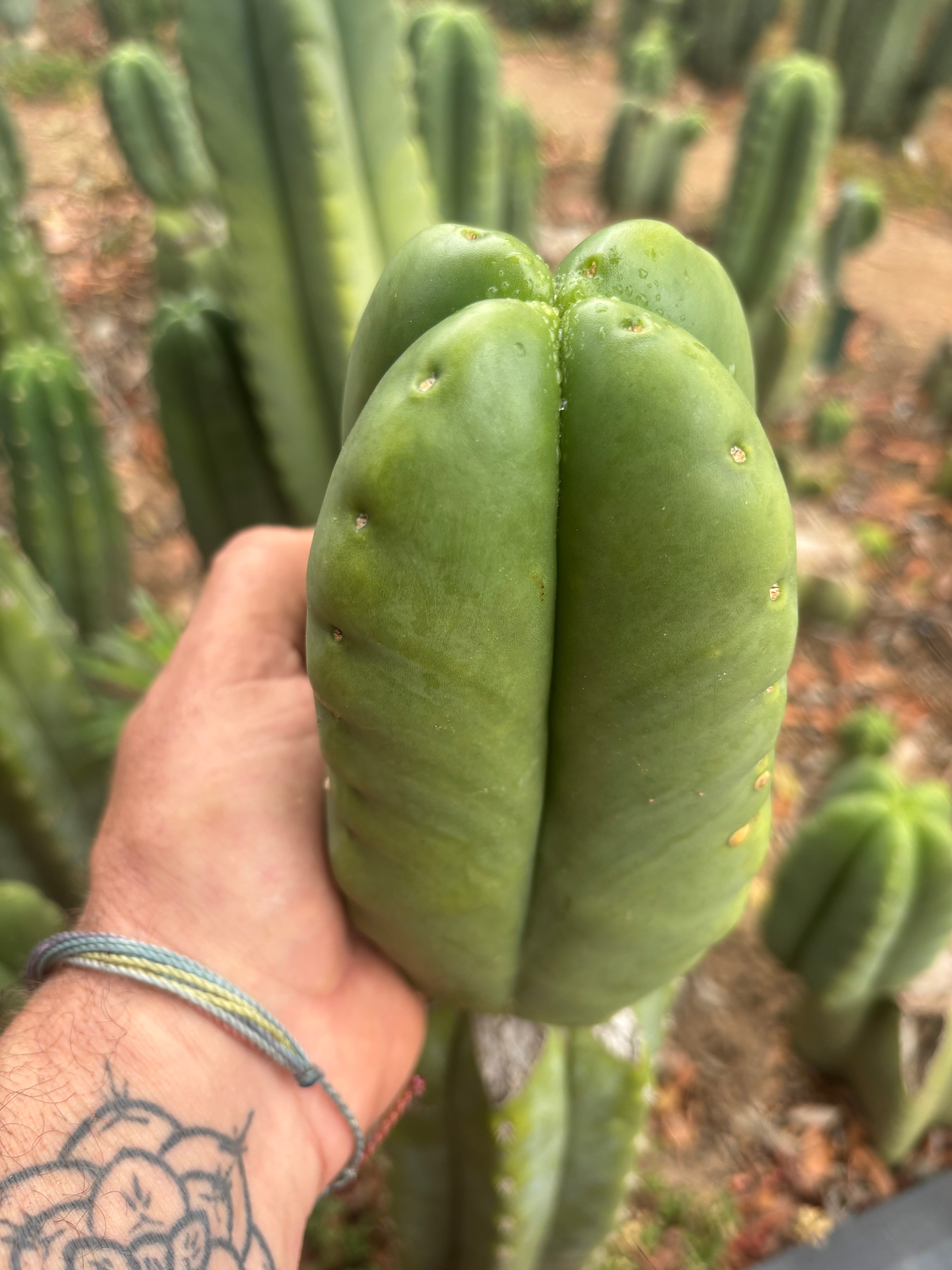 💎👑🌶️ Ferah — 6” Fourwang Tip