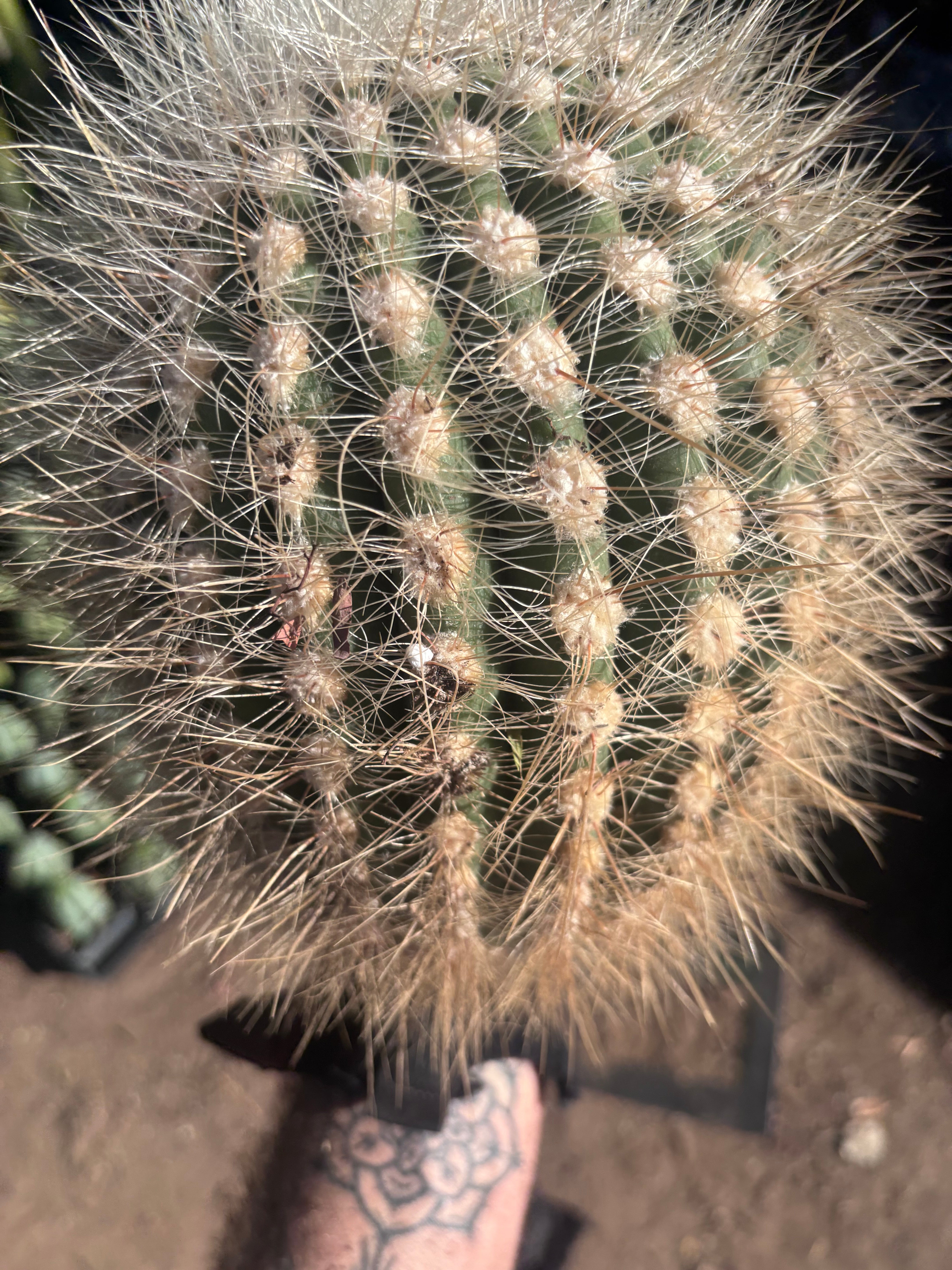 💎 T. Atacamensis — 10” x 8” Melon