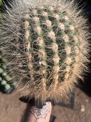 💎 T. Atacamensis — 10” x 8” Melon