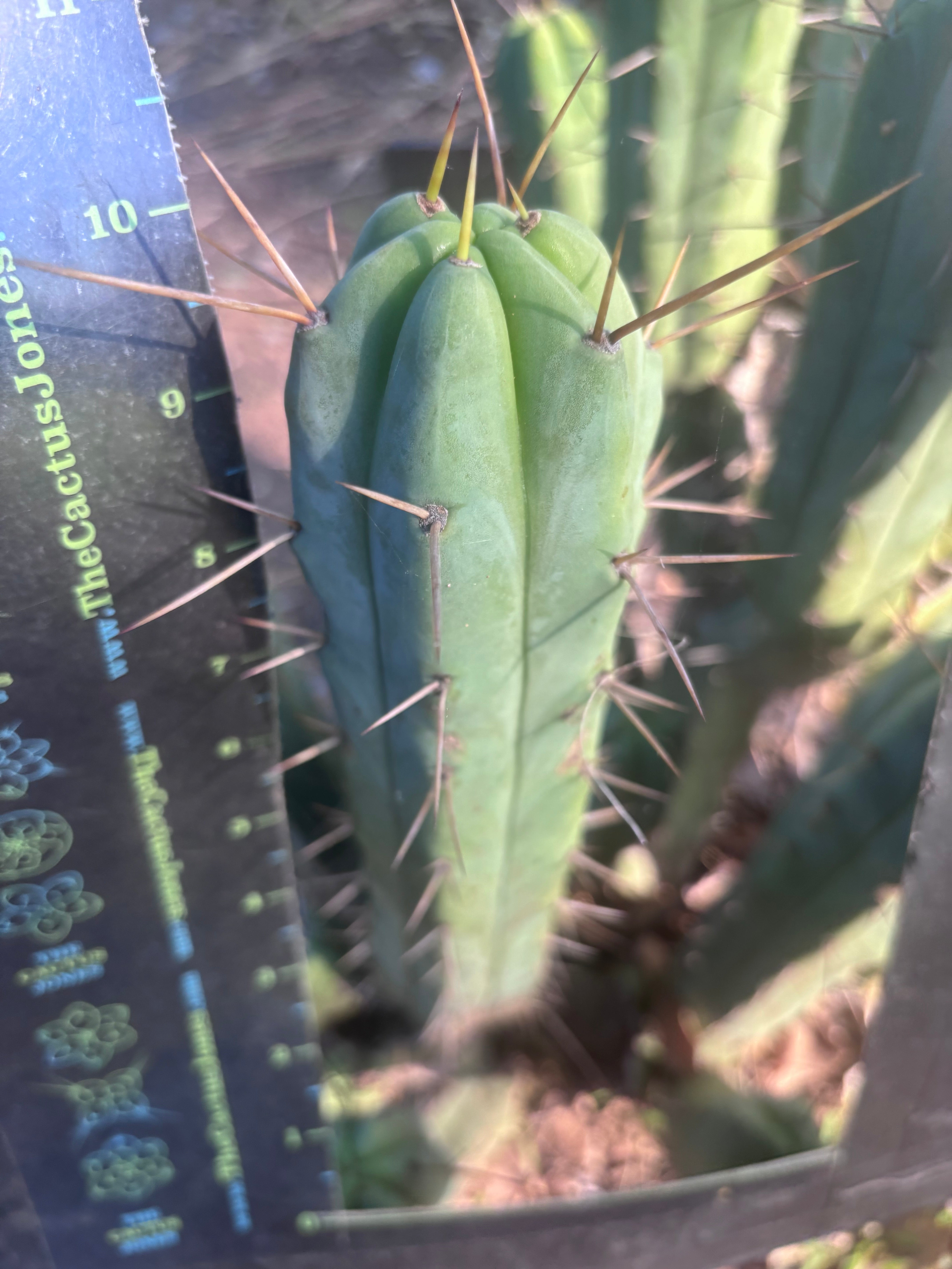 👑🌶️🌶️ Kate’s Bridge — 10” Tips