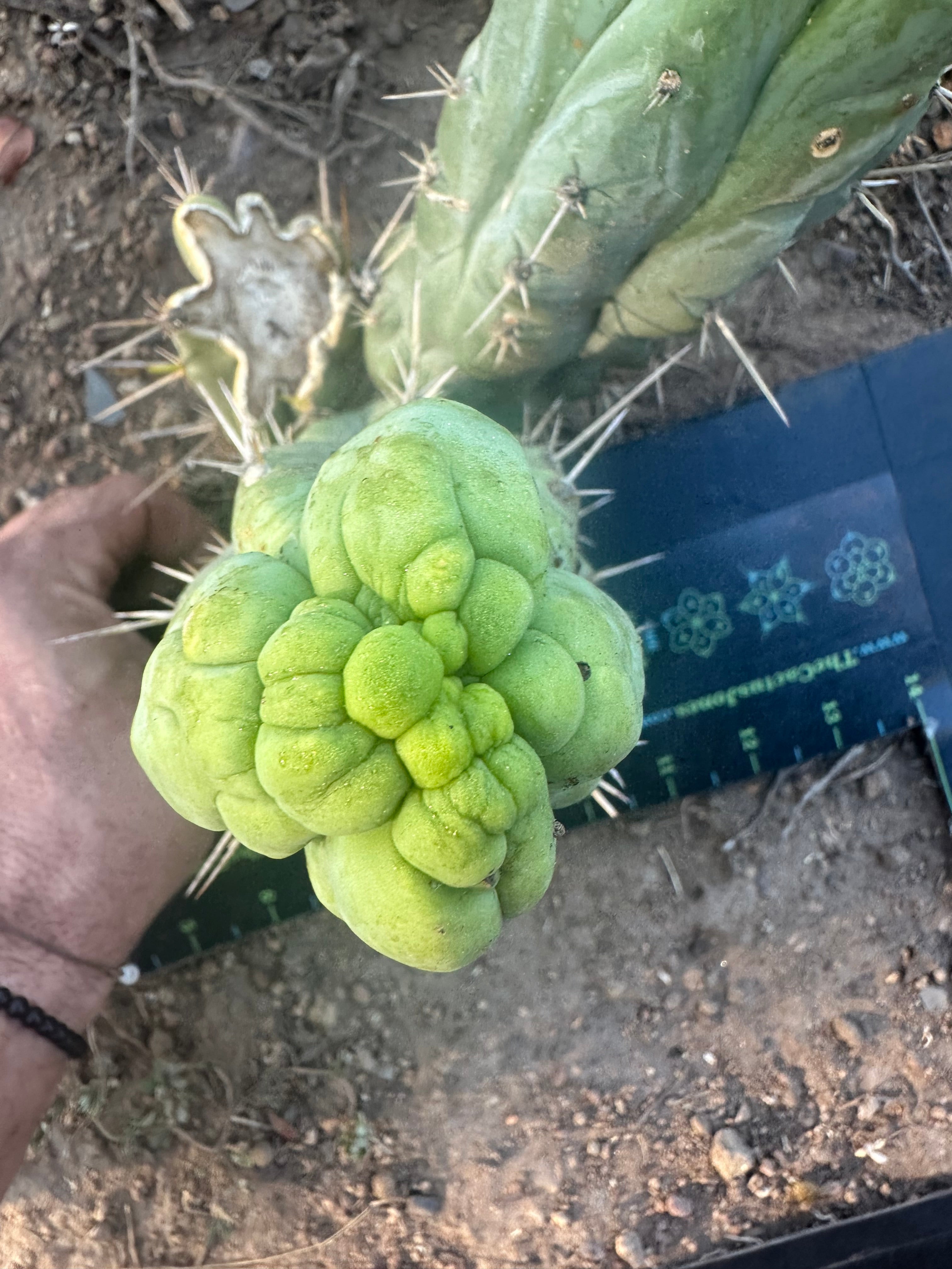 💎👑 Bruce’s Dragon — Chonky 6” Grenade