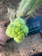 💎👑 Bruce’s Dragon — Chonky 6” Grenade