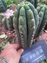 👑🌶️  Ichoca — 8.5” Pup