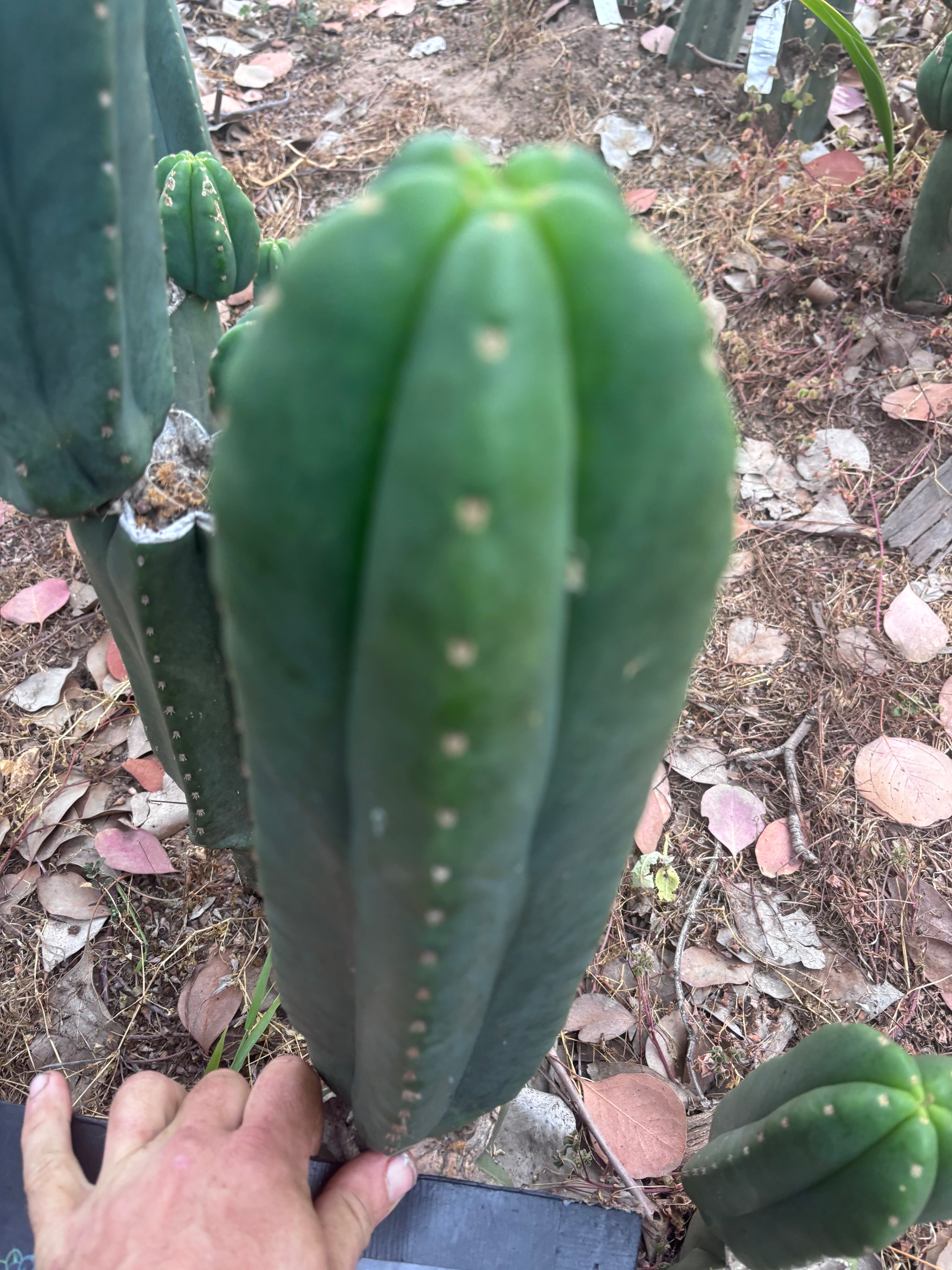 👑🌶️ Scop A — XL 13.5” Pup