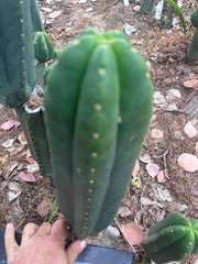 👑🌶️ Scop A — XL 13.5” Pup