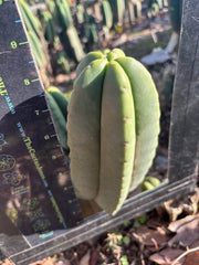 👑🌶️ Zulk — 9” Pup Melon