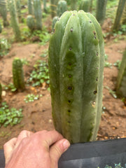 💎👑🌶️ Pierre — Thick 9” Tip