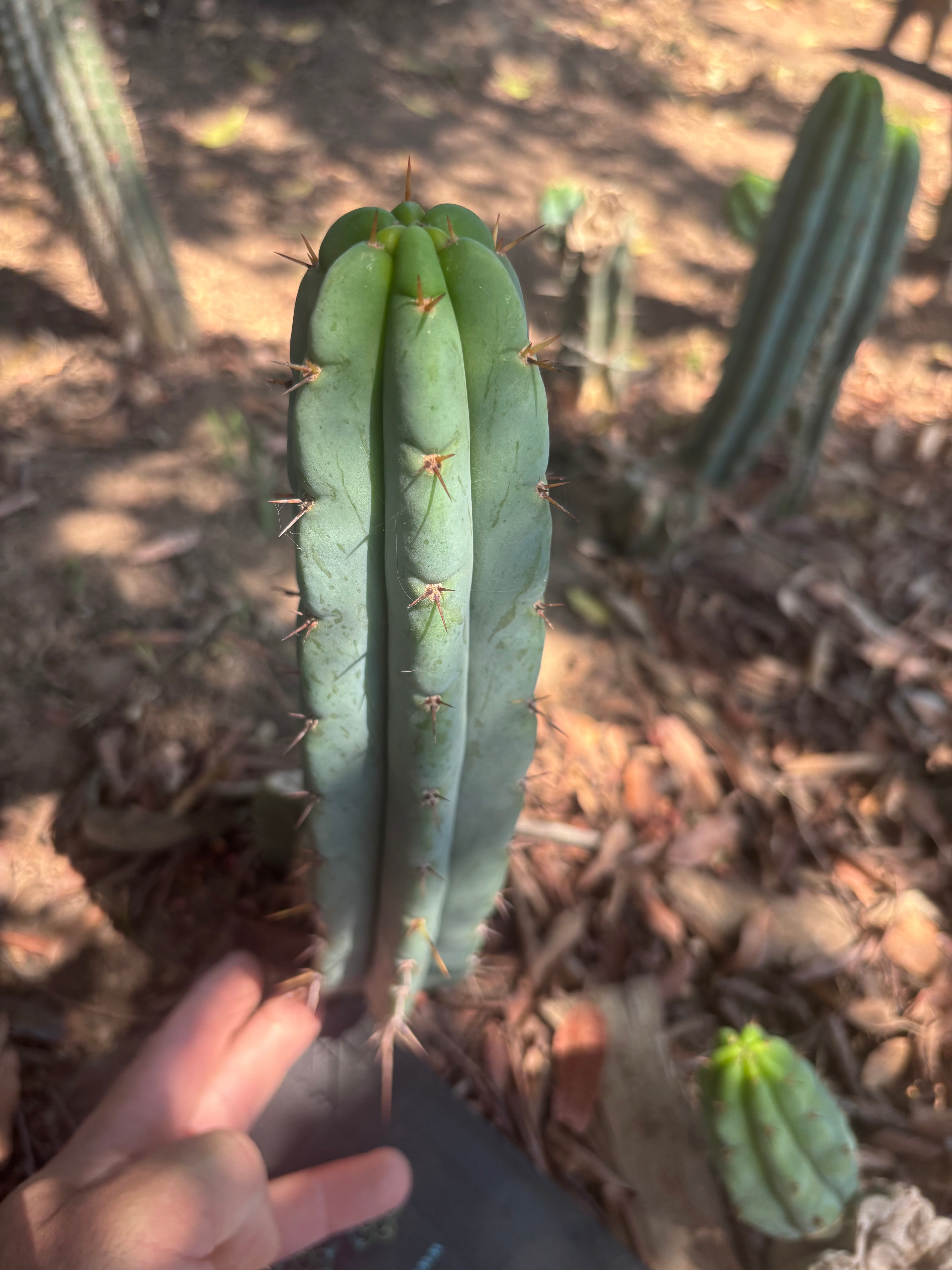 👑🌶️🌶️ Pala! — 11” Pup