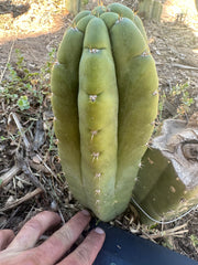 *👑🌶️ Bob’s Colossus—  Chonky 9” Pup