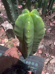 👑💎🌶️ Zulk — Fat 12” Pup