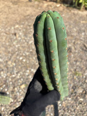 💎👑🌶️ Pierre — 13” Tip